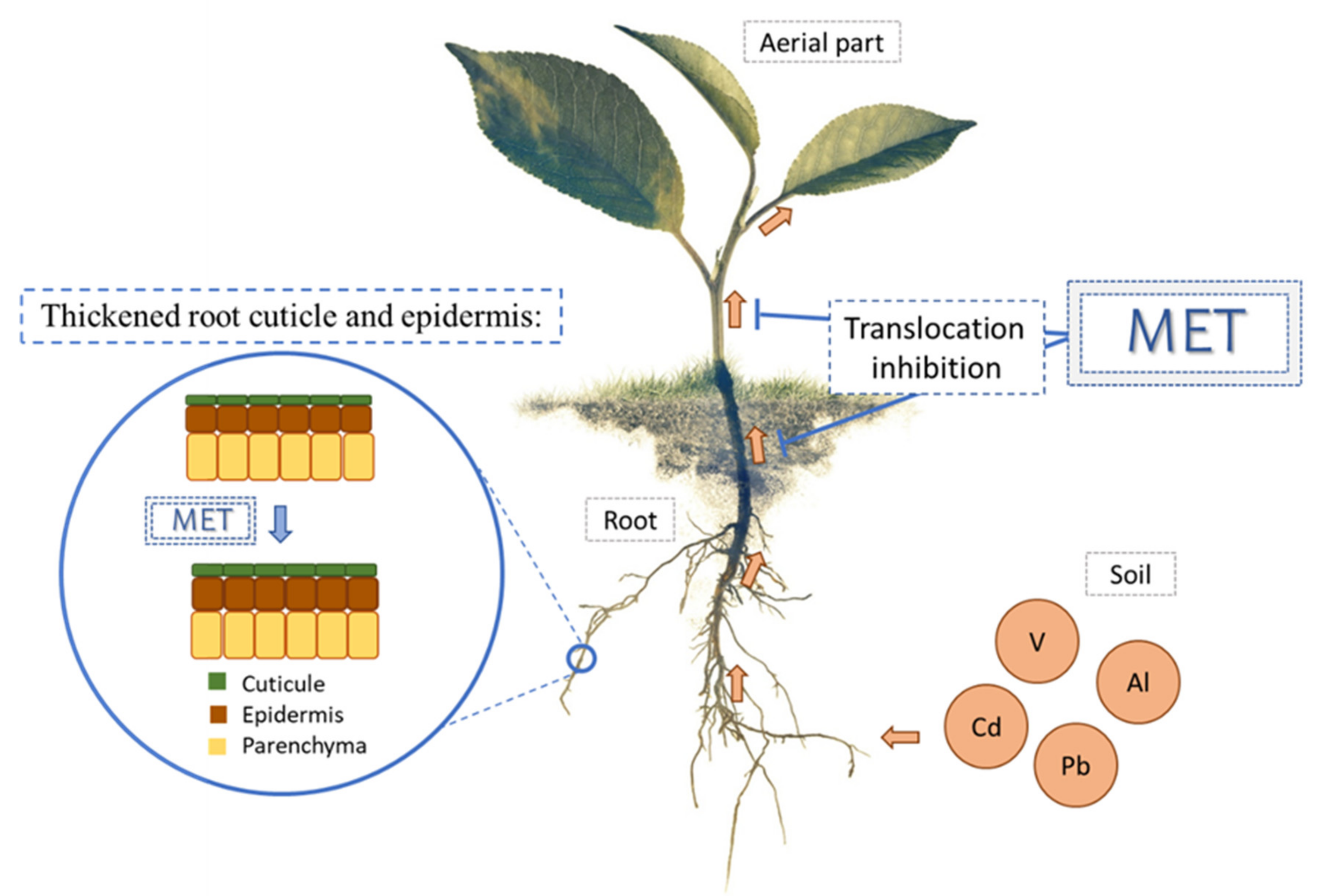 Antioxidants 10 00775 g002 Antioxidants 10 00775 g002