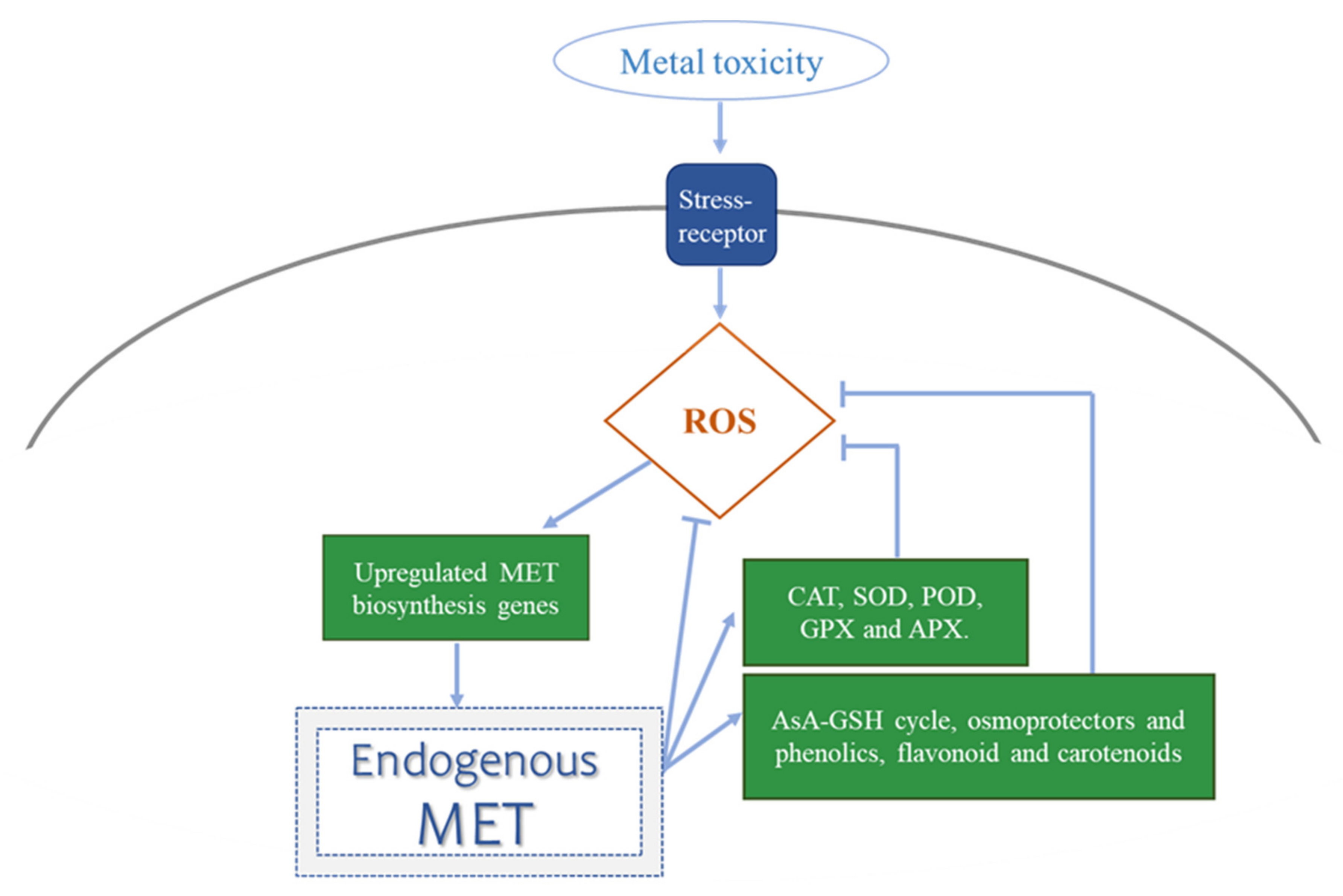 Antioxidants 10 00775 g003 Antioxidants 10 00775 g003