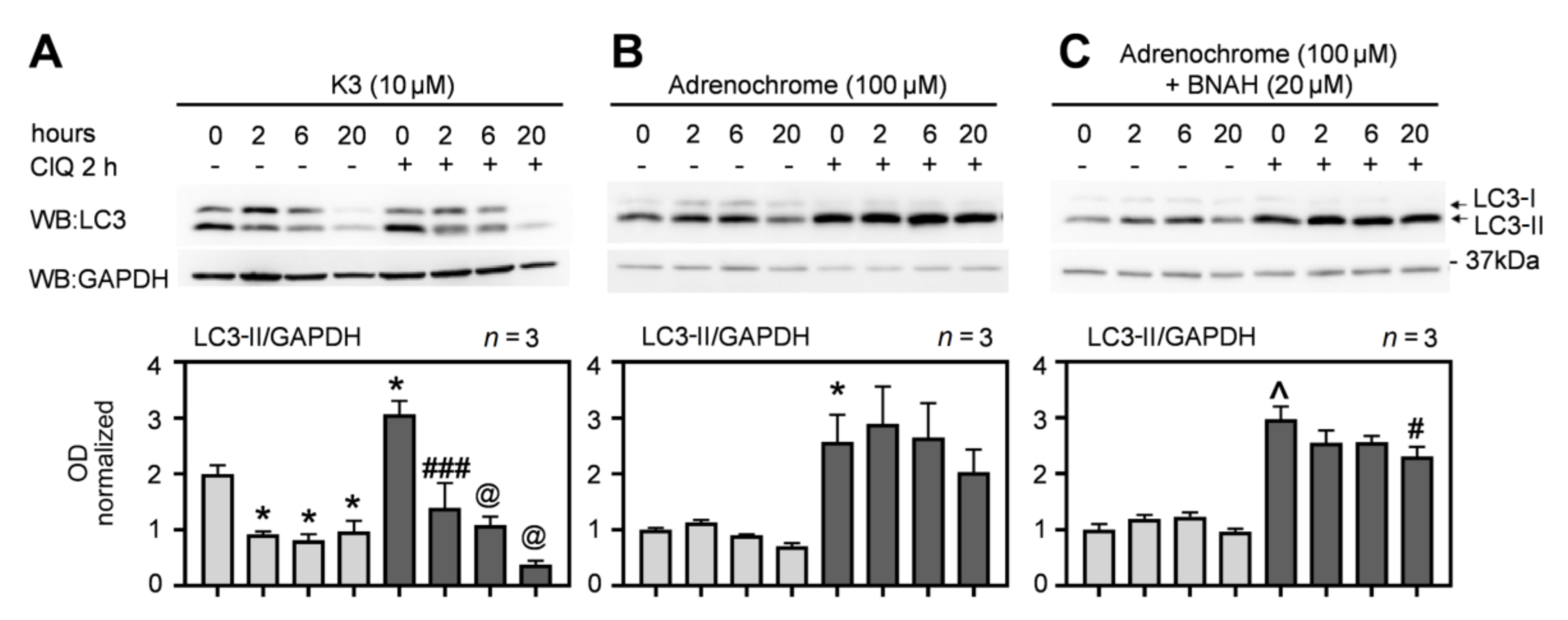 Antioxidants 10 00776 g004