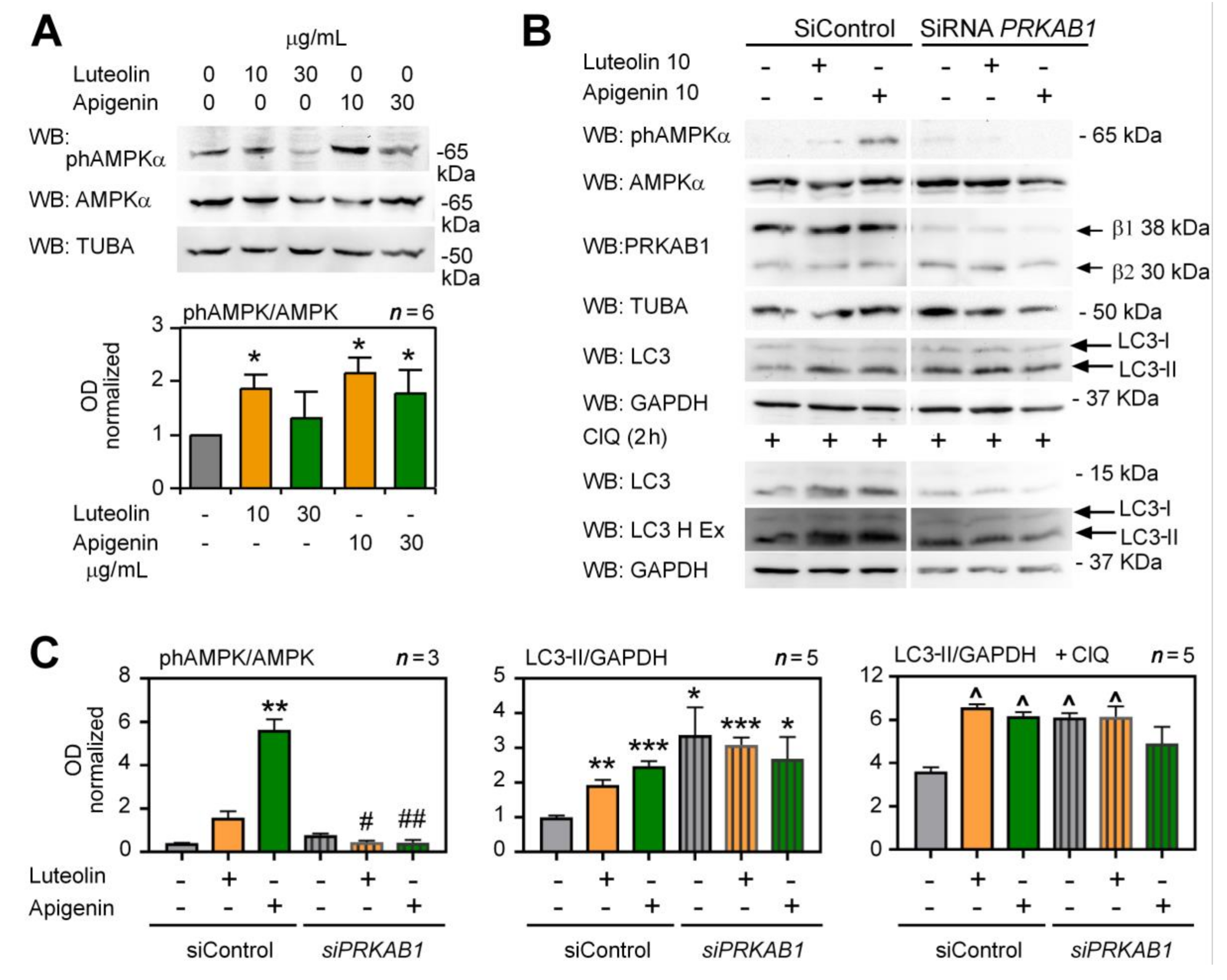 Antioxidants 10 00776 g005