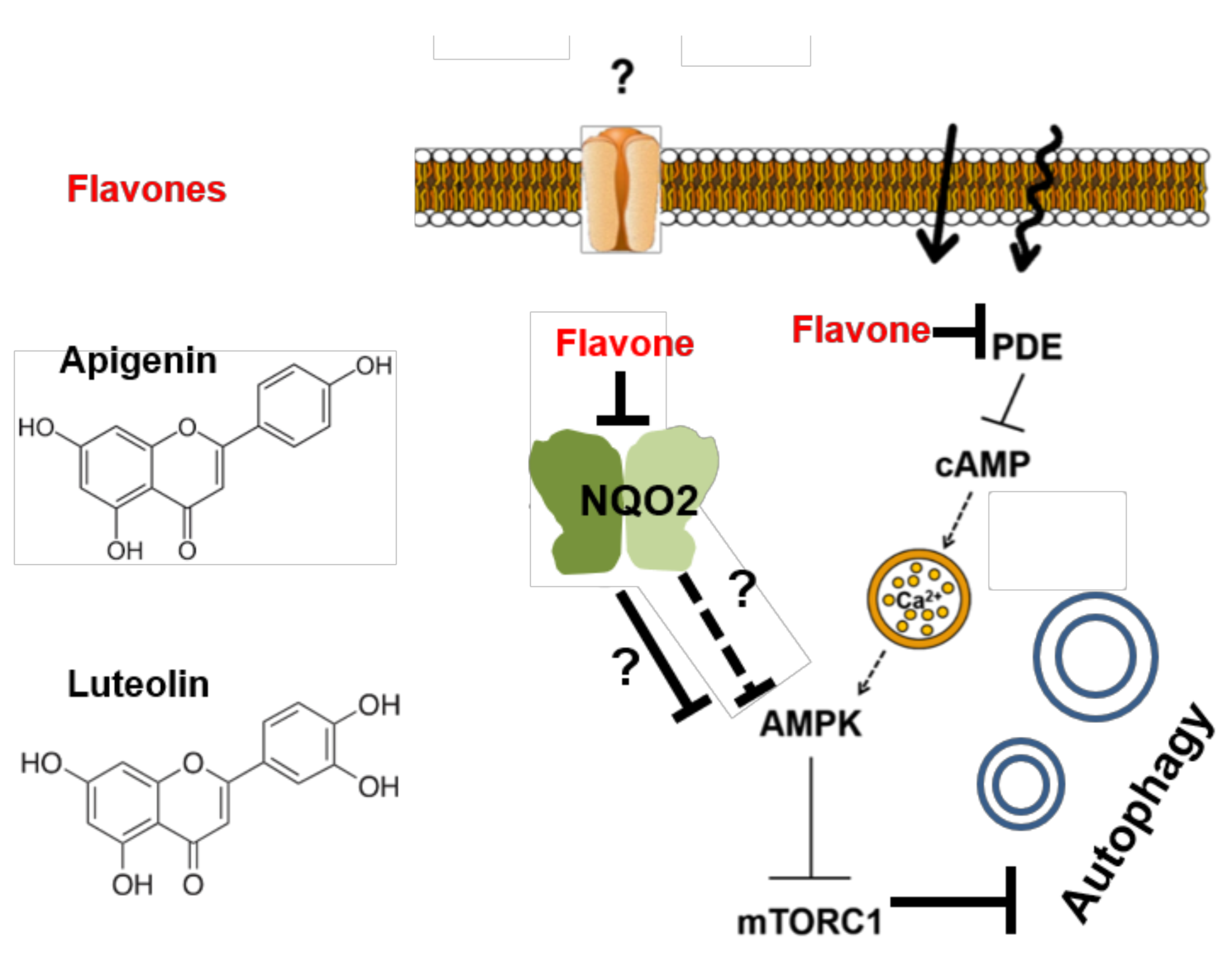 Antioxidants 10 00776 g007