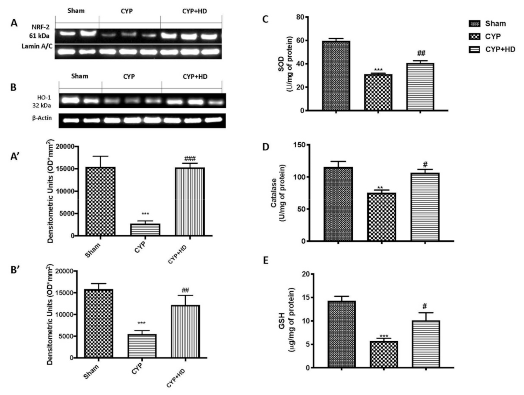 Antioxidants 10 00778 g003