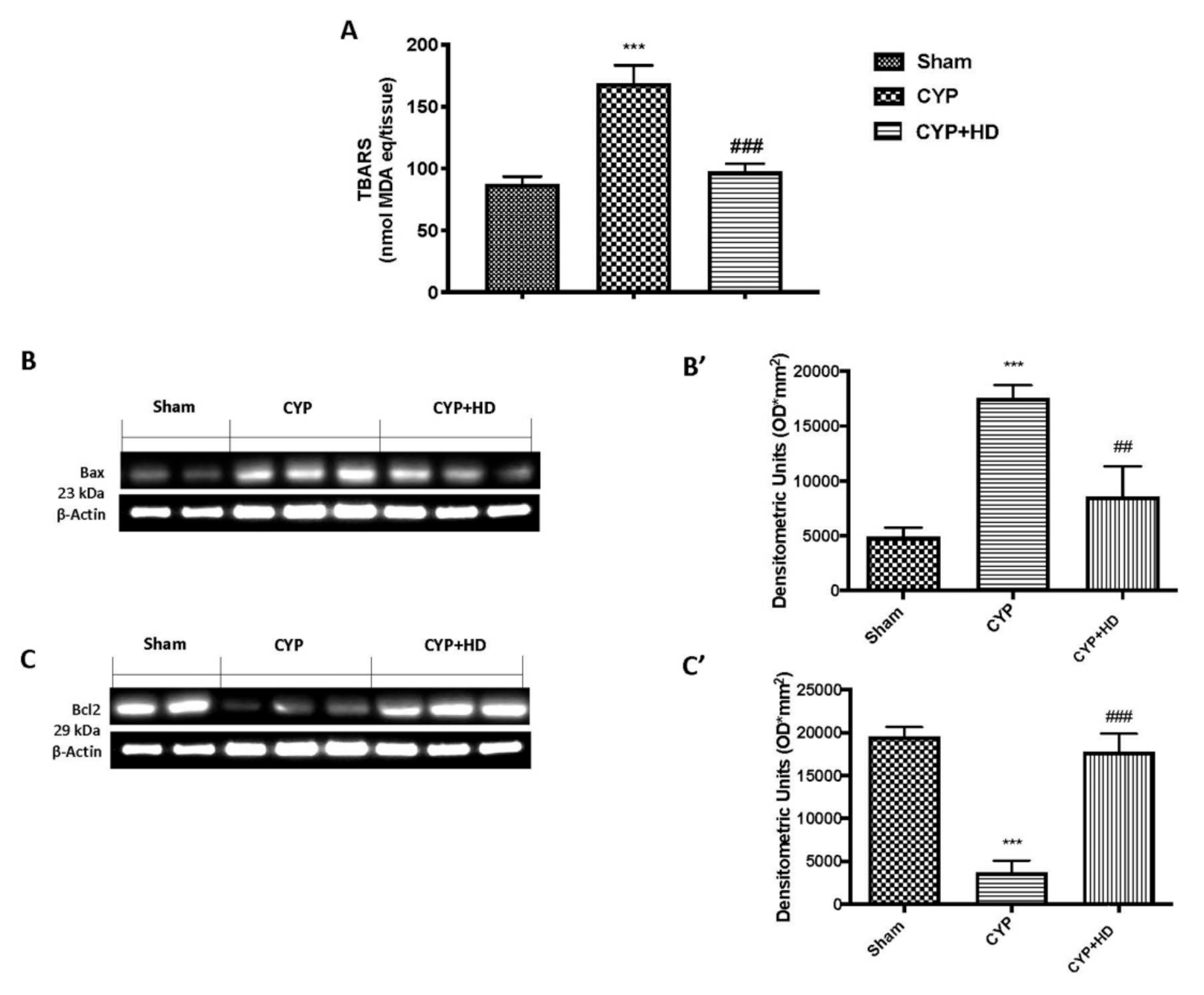 Antioxidants 10 00778 g004