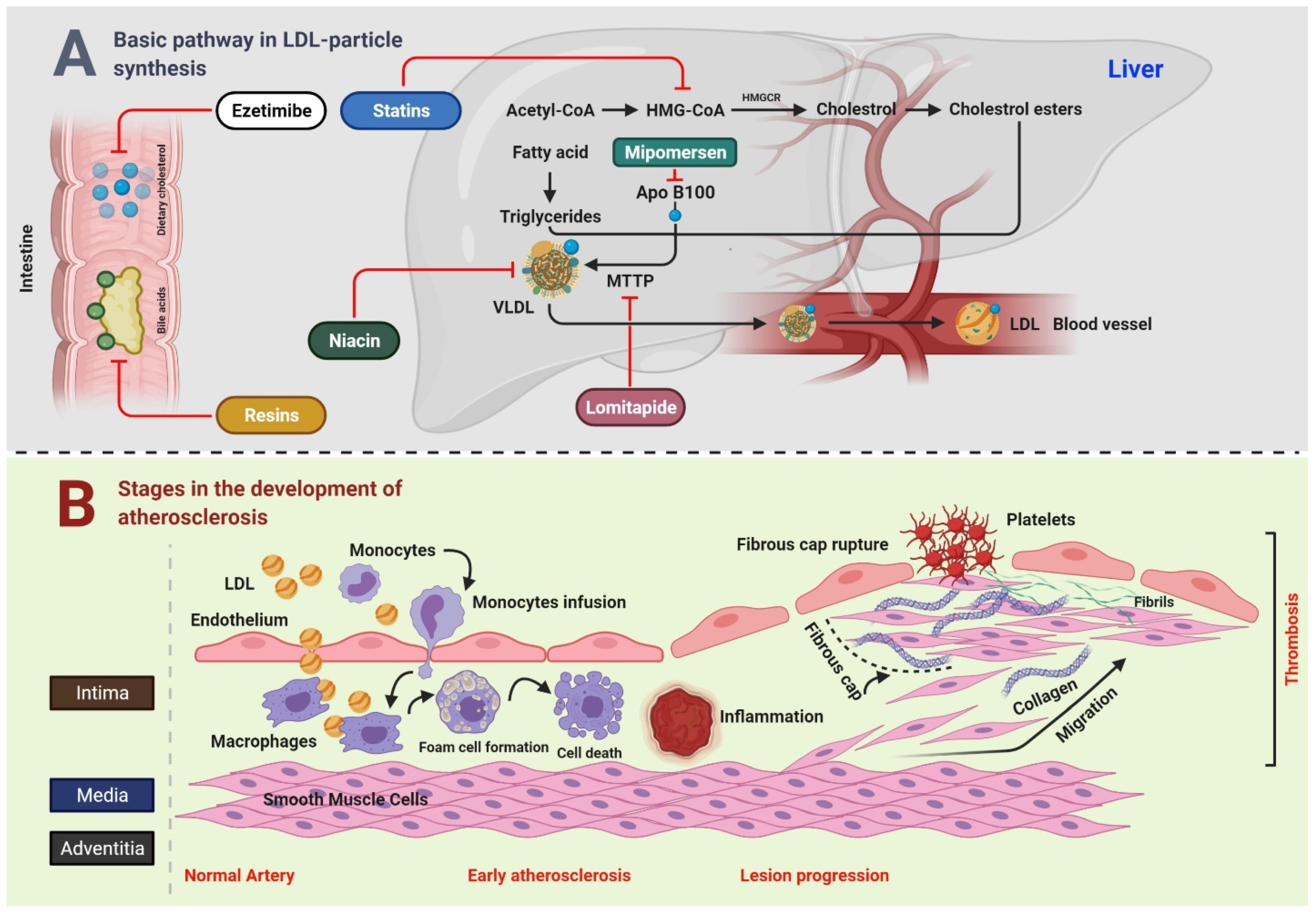 Antioxidants 10 00784 g001