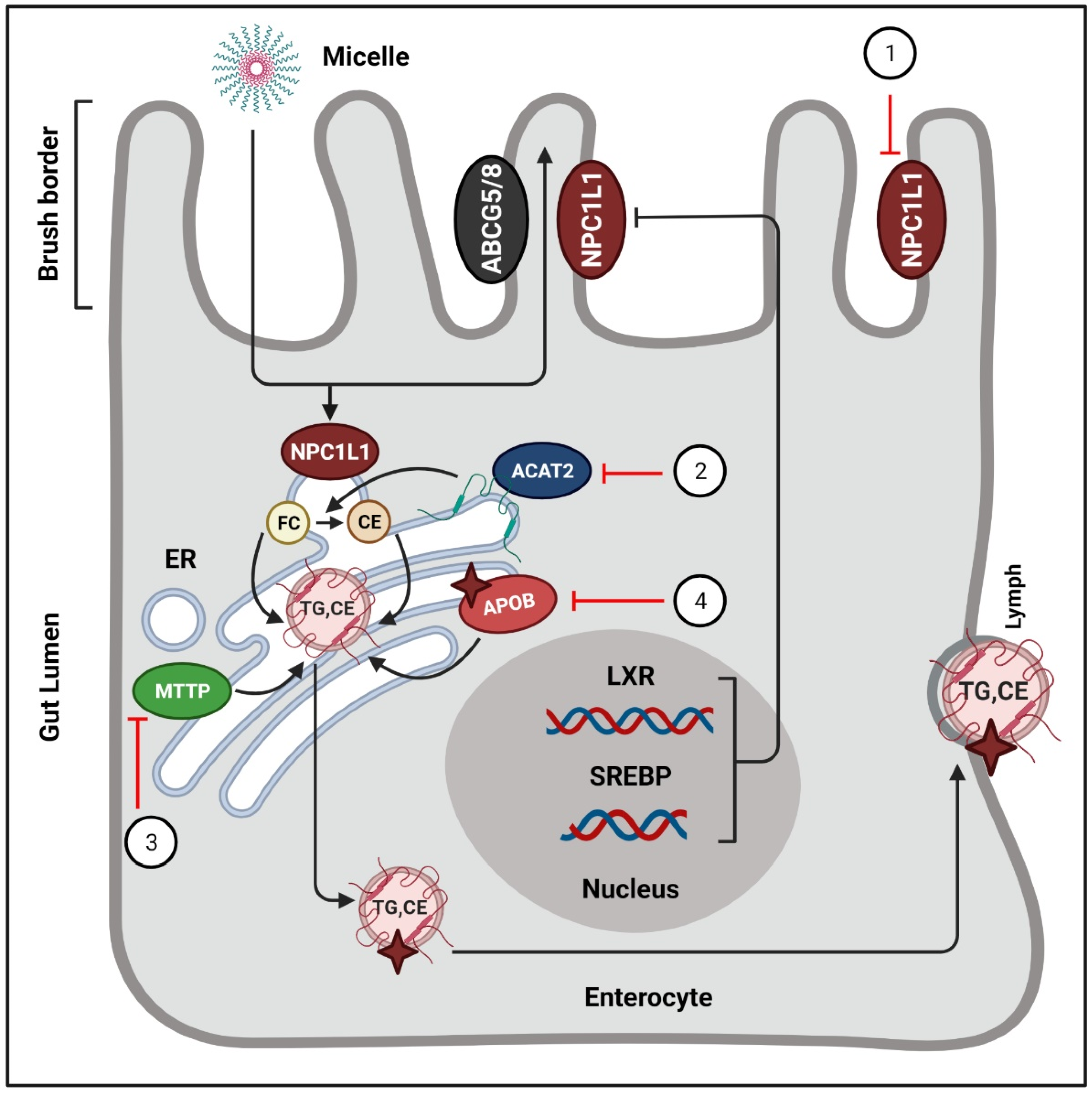 Antioxidants 10 00784 g003