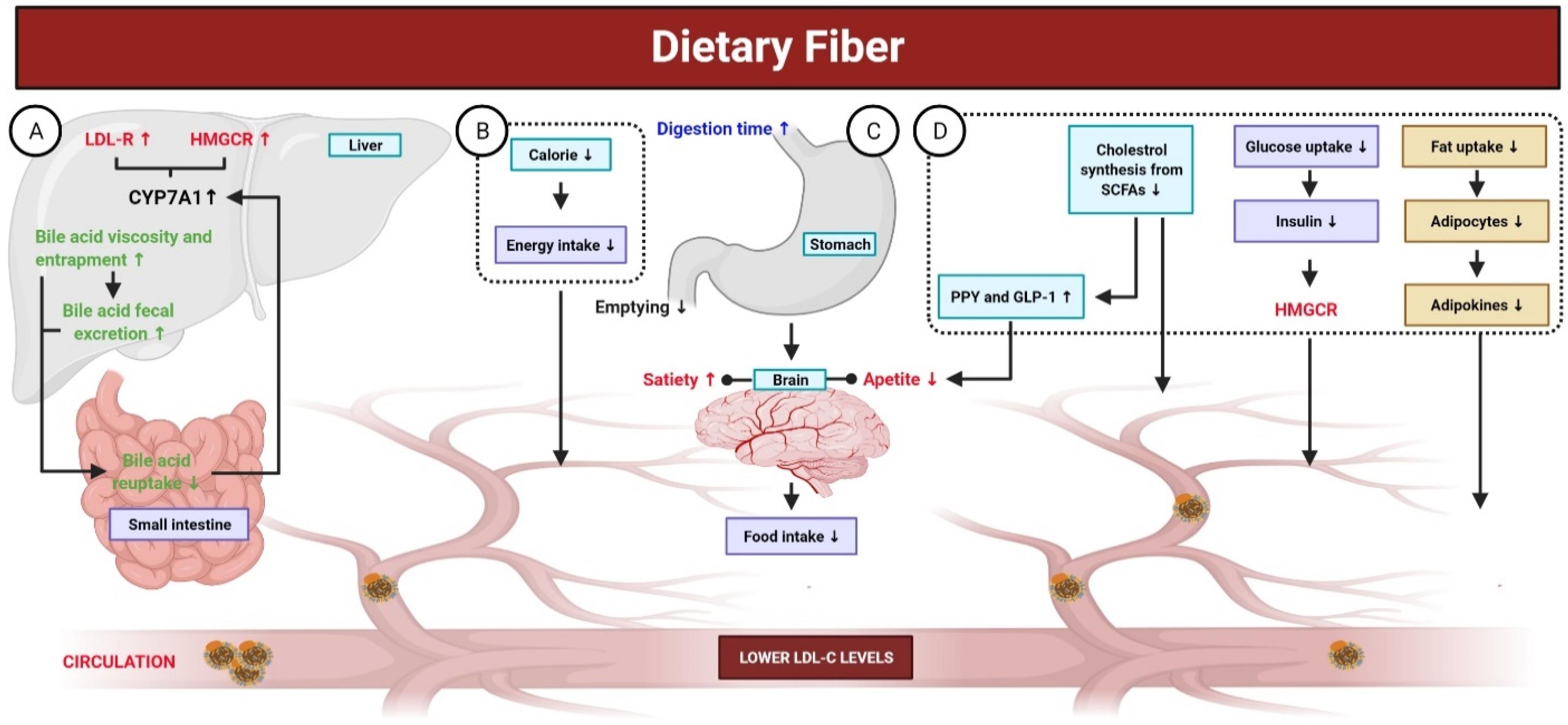 Antioxidants 10 00784 g005