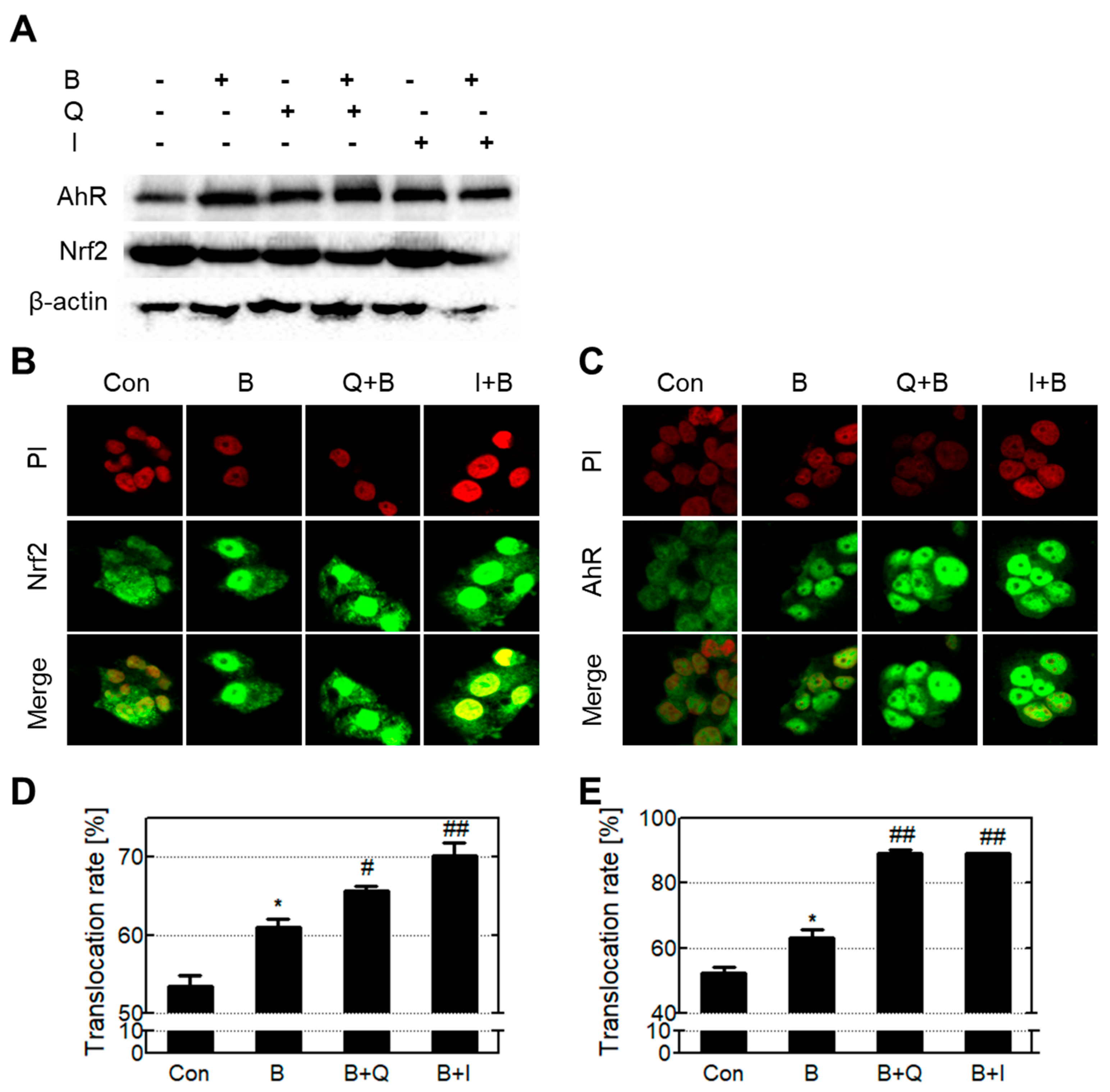 Antioxidants 10 00787 g006