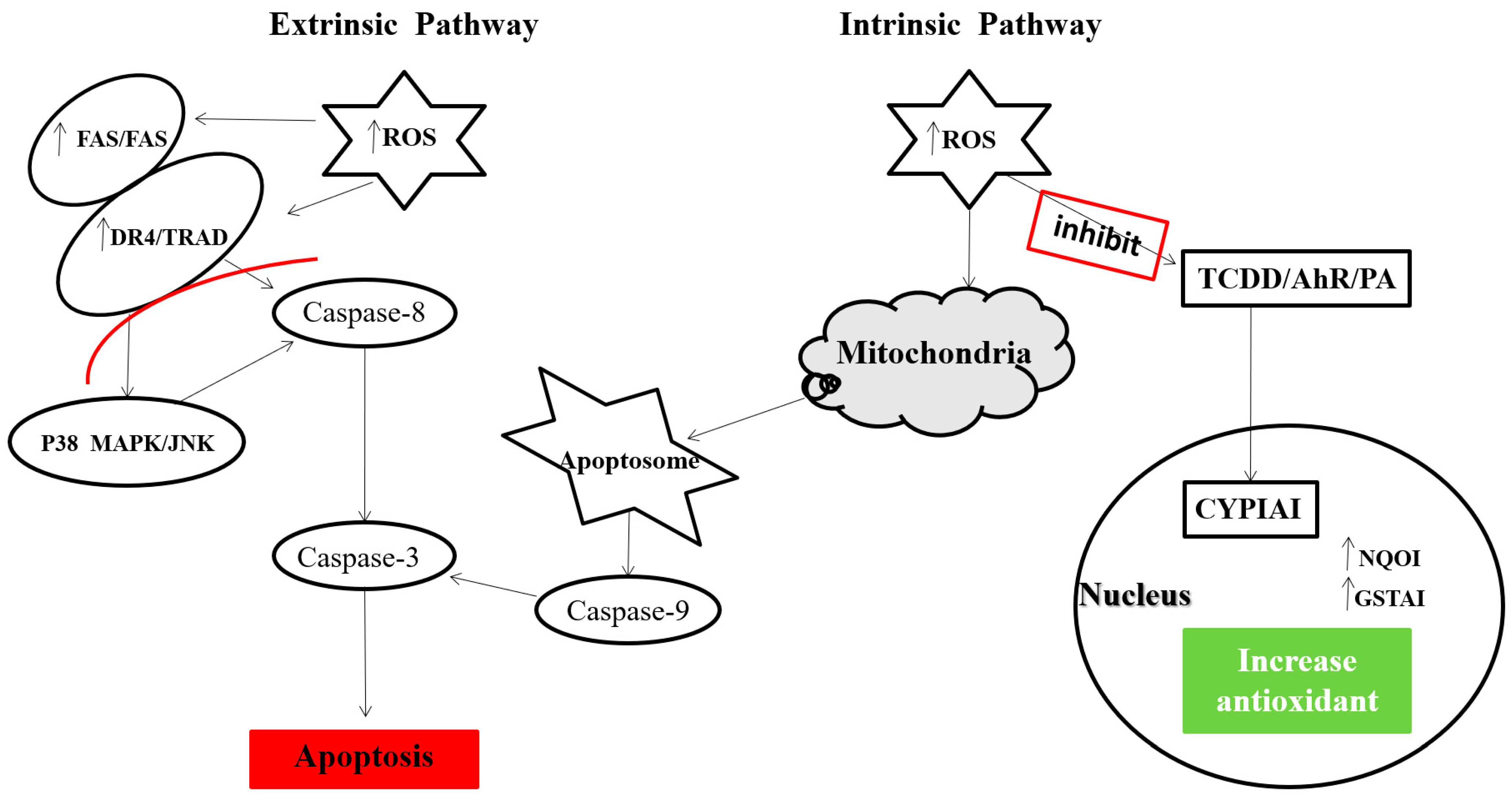 Antioxidants 10 00788 g001