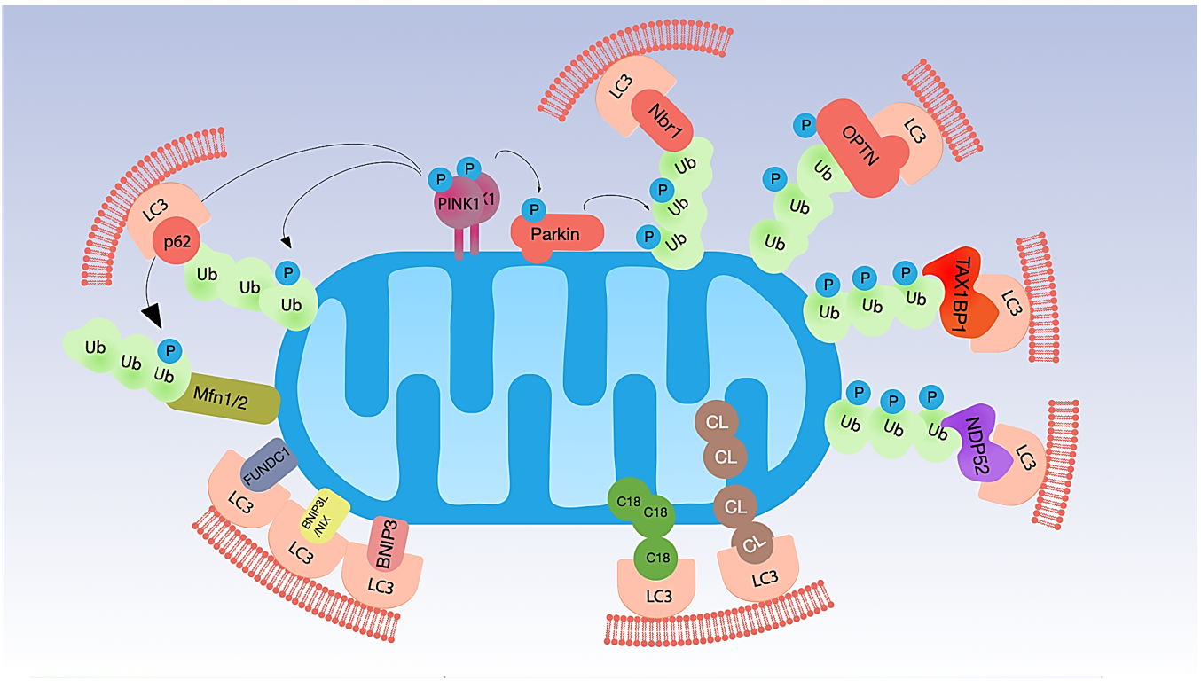 Antioxidants 10 00794 g001 Antioxidants 10 00794 g001