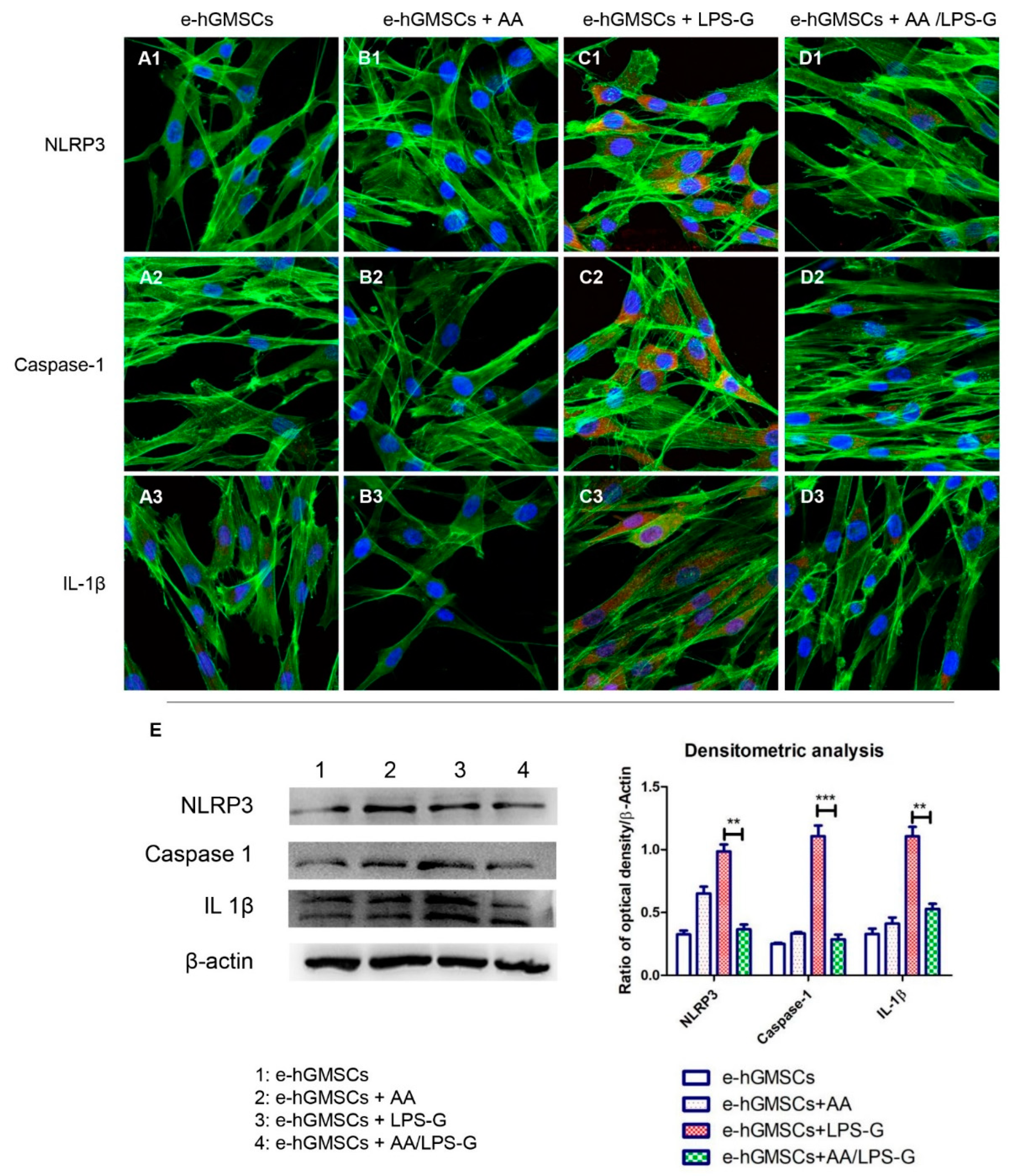 Antioxidants 10 00797 g007 Antioxidants 10 00797 g007