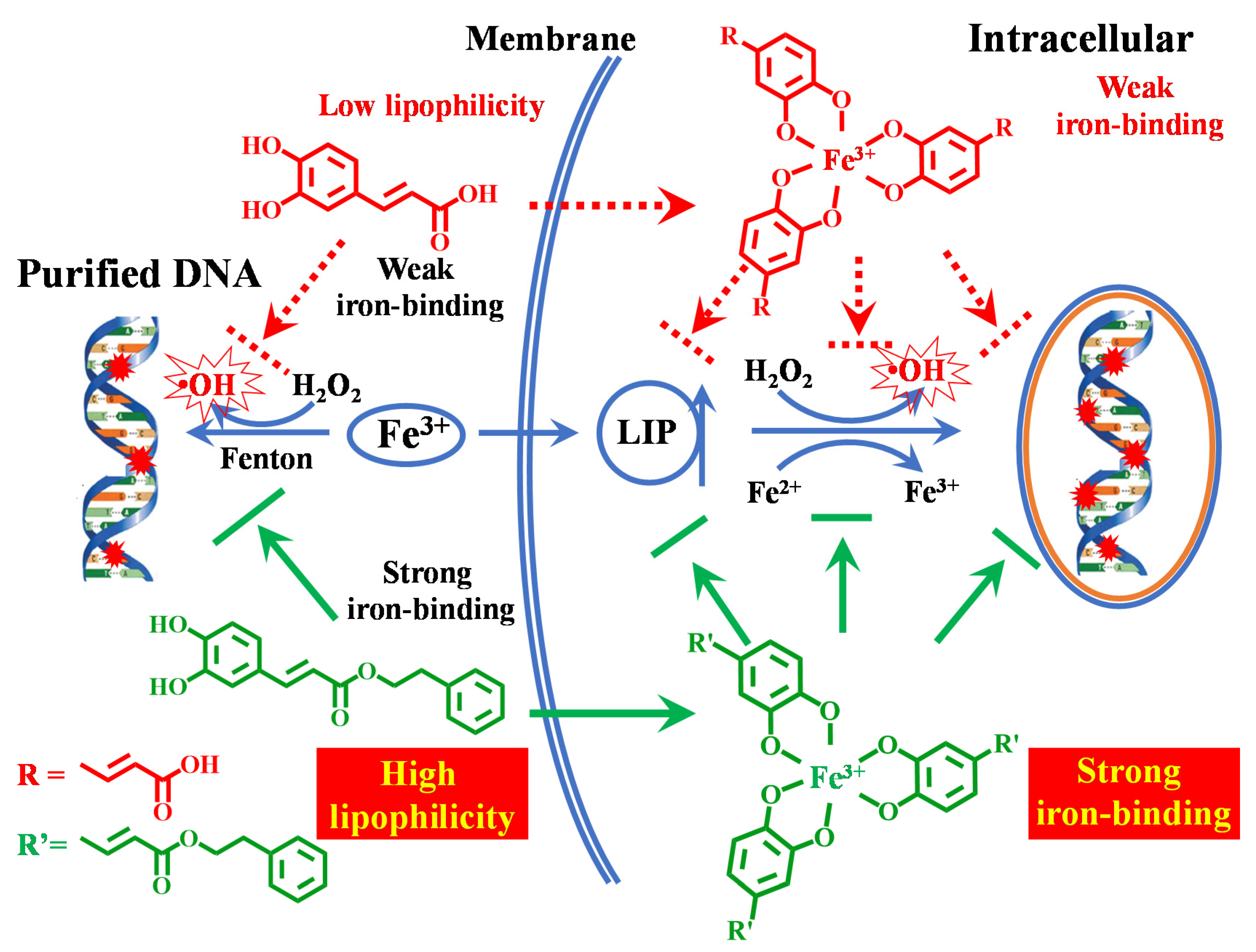 Antioxidants 10 00798 sch001