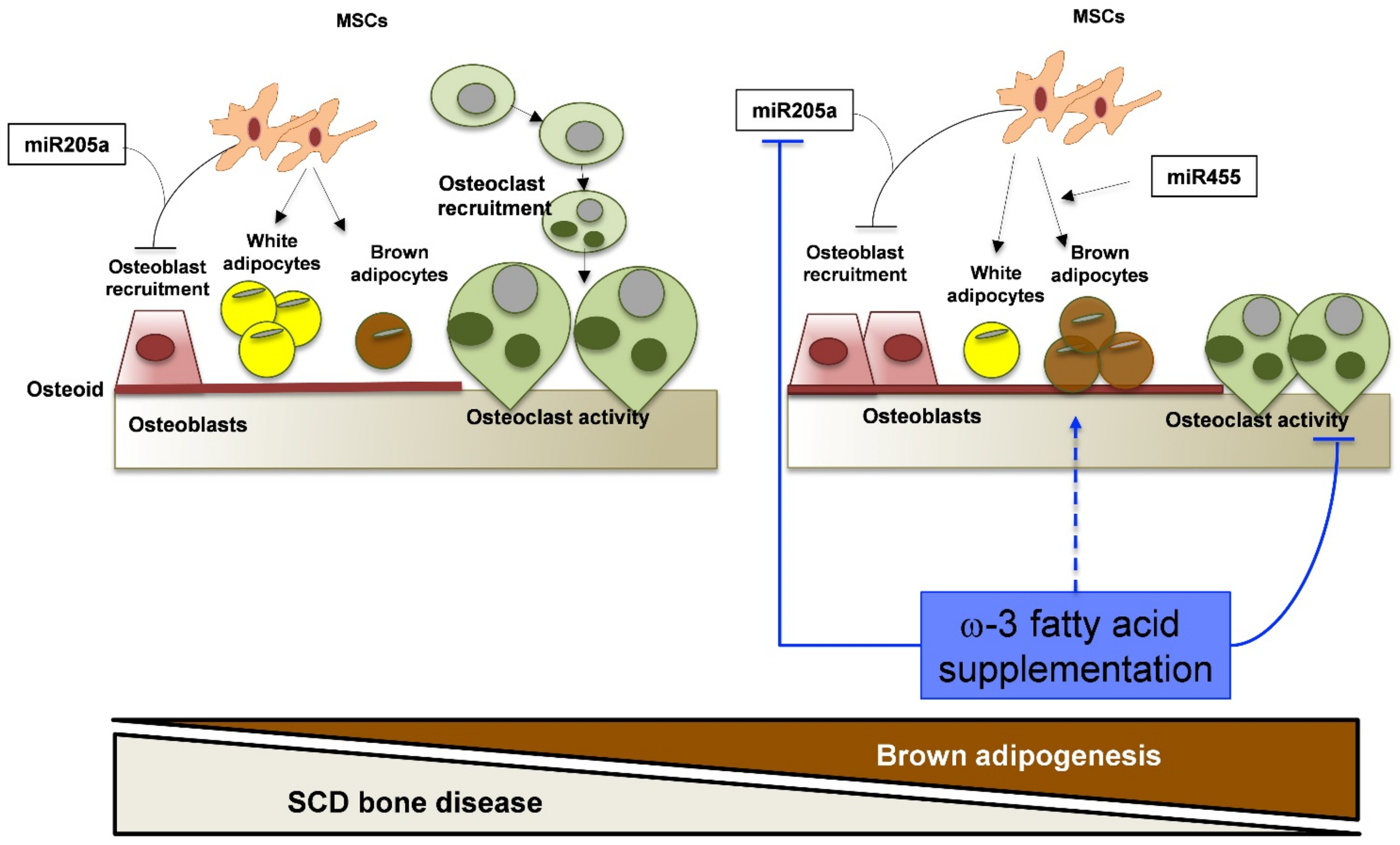 Antioxidants 10 00799 g005