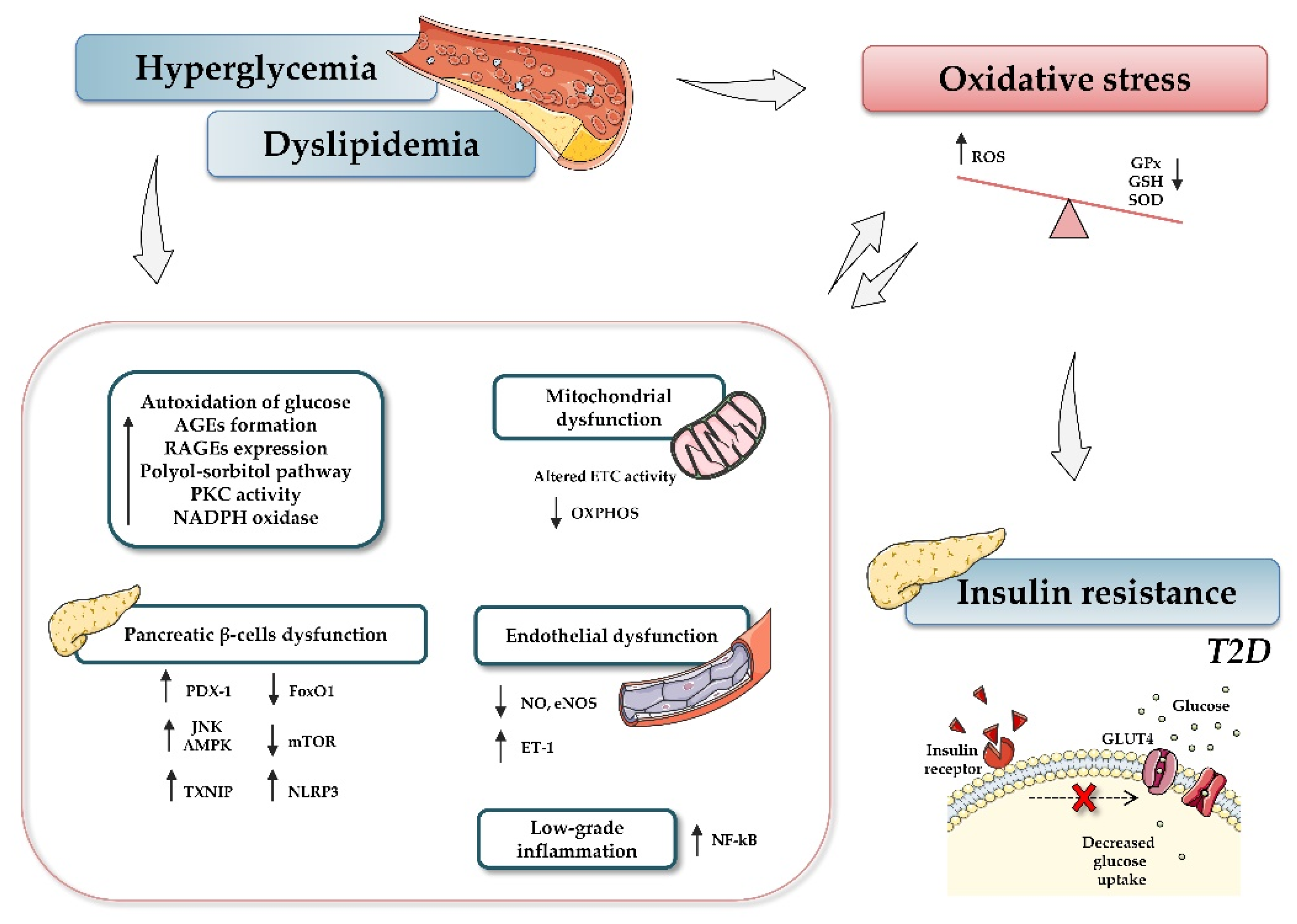 Antioxidants 10 00802 g001