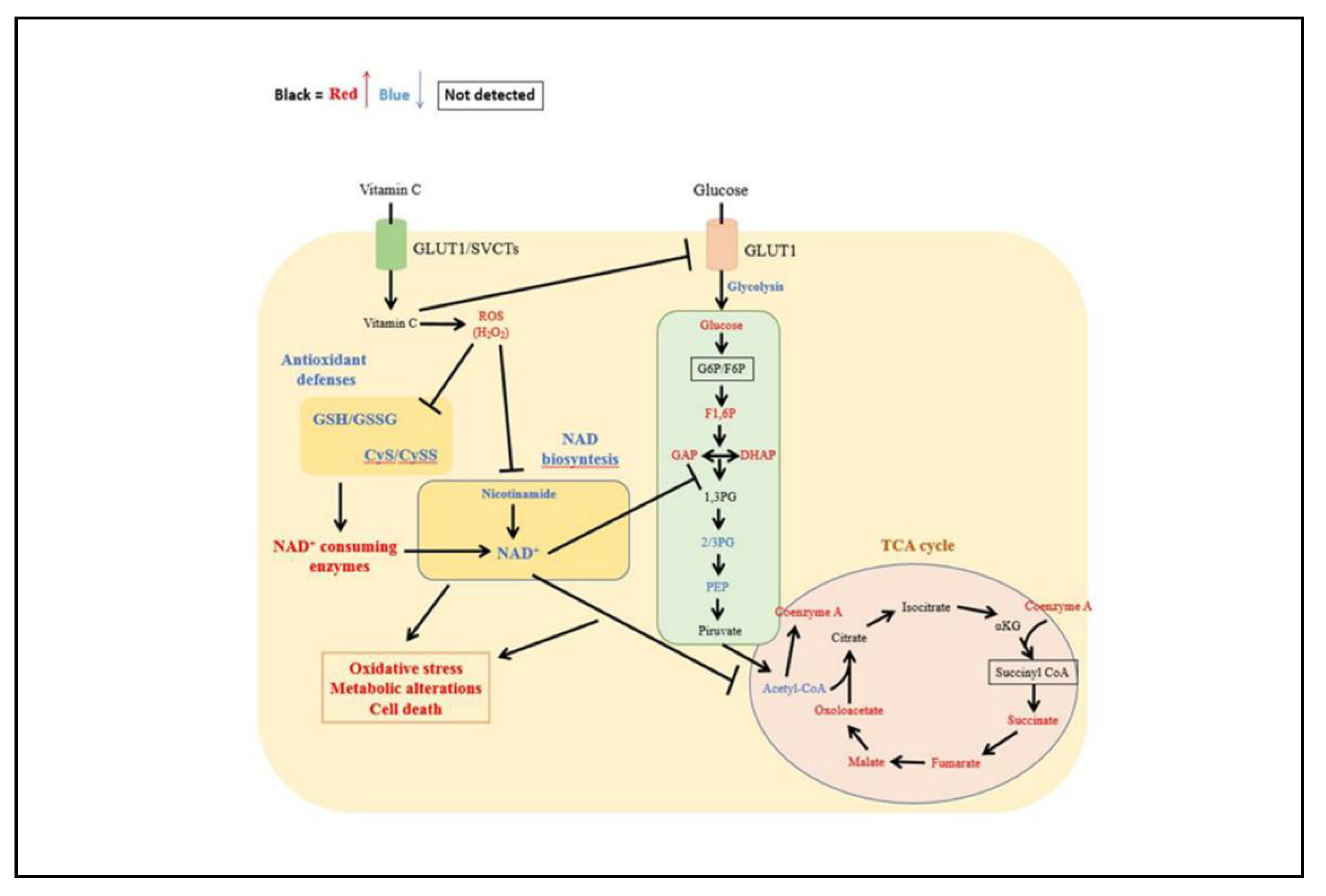 Antioxidants 10 00809 g007