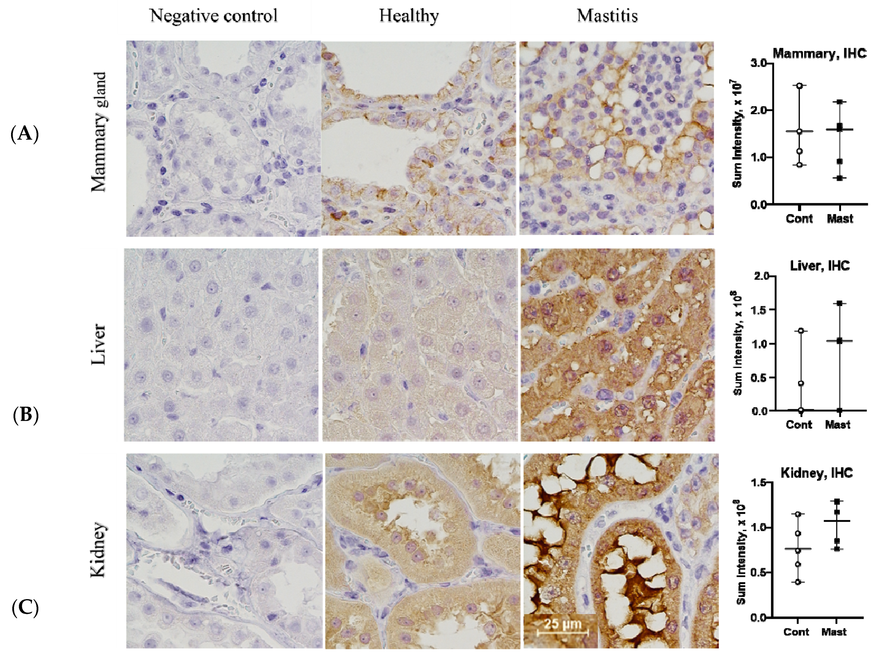Antioxidants 10 00812 g004