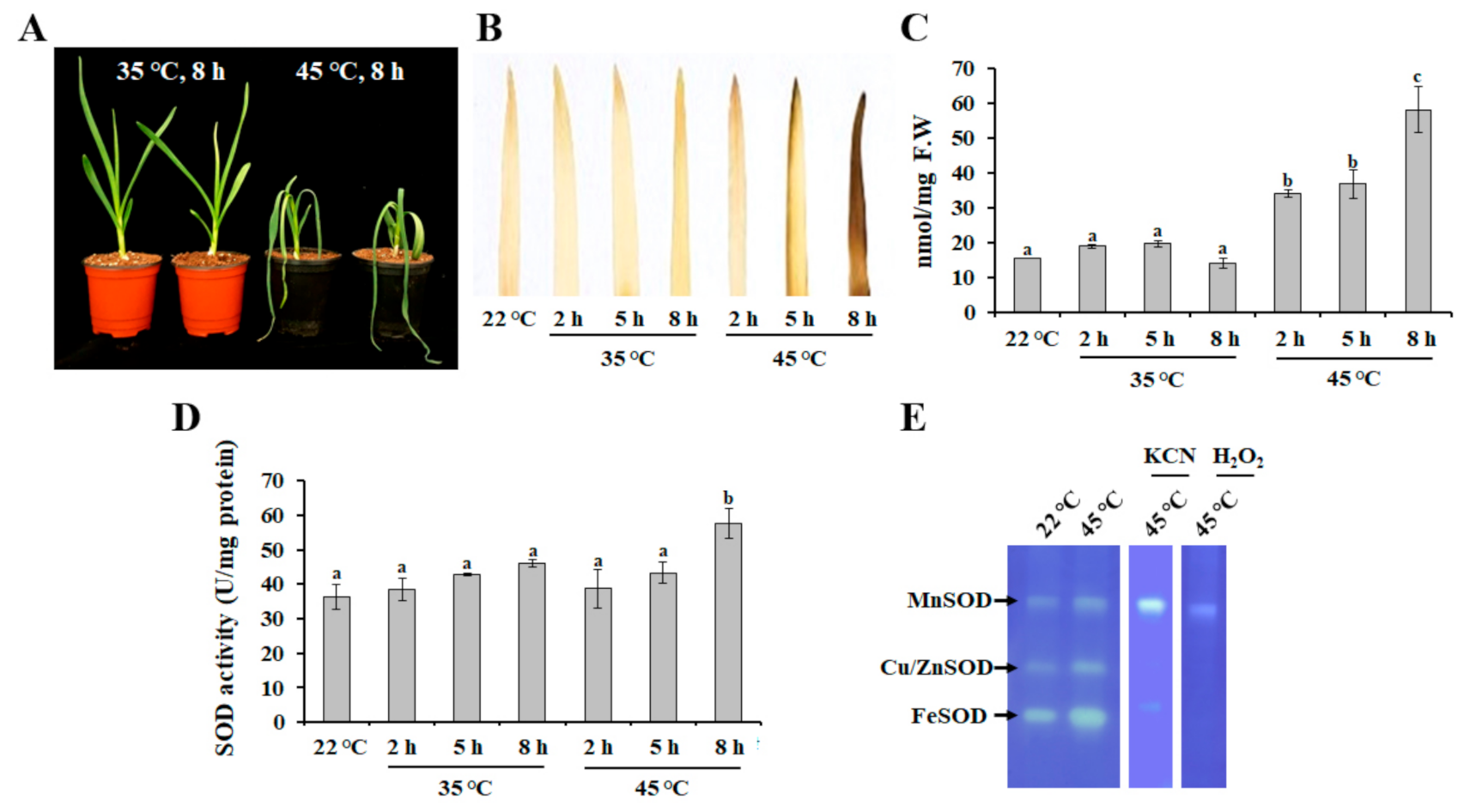 Antioxidants 10 00815 g001 Antioxidants 10 00815 g001