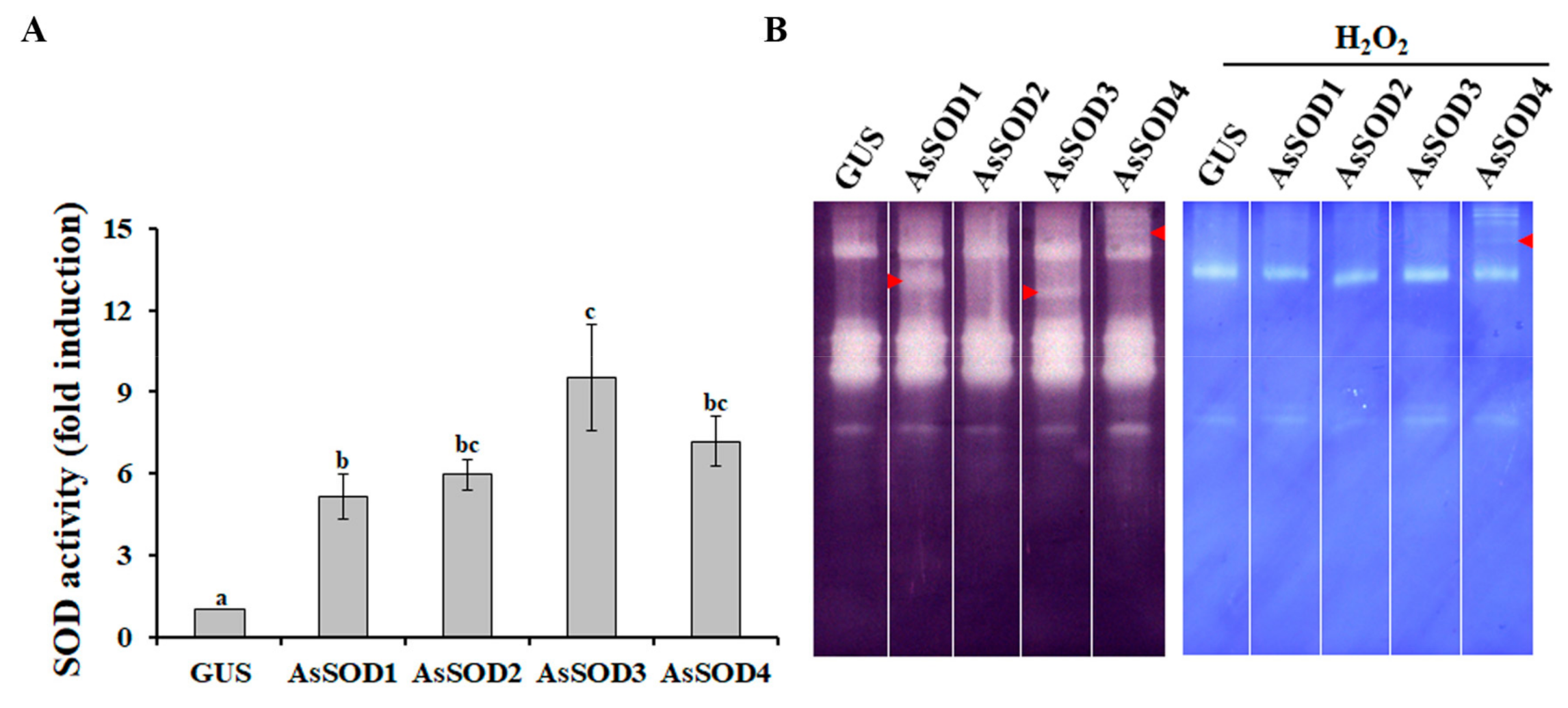 Antioxidants 10 00815 g003 Antioxidants 10 00815 g003