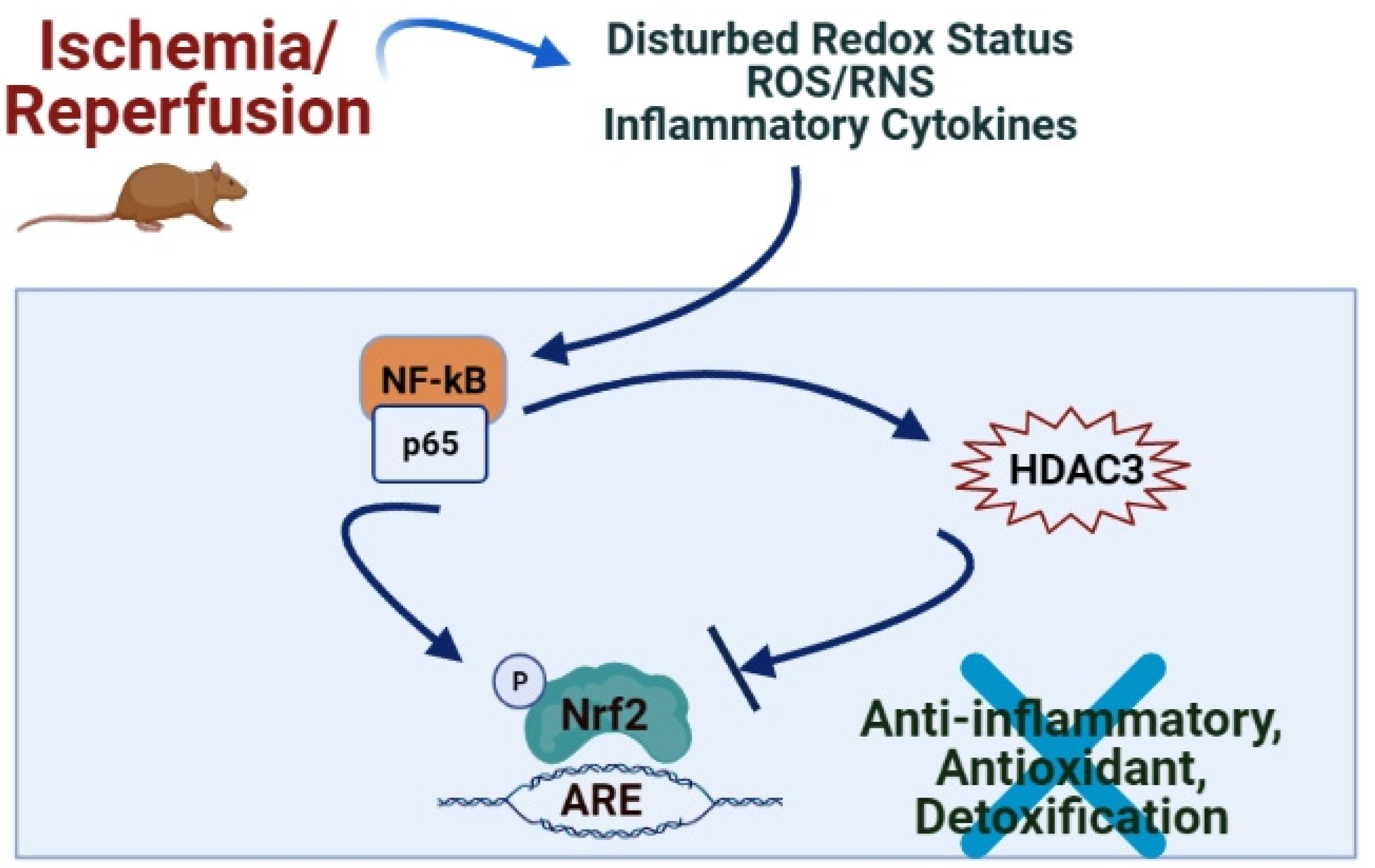 Antioxidants 10 00823 g002