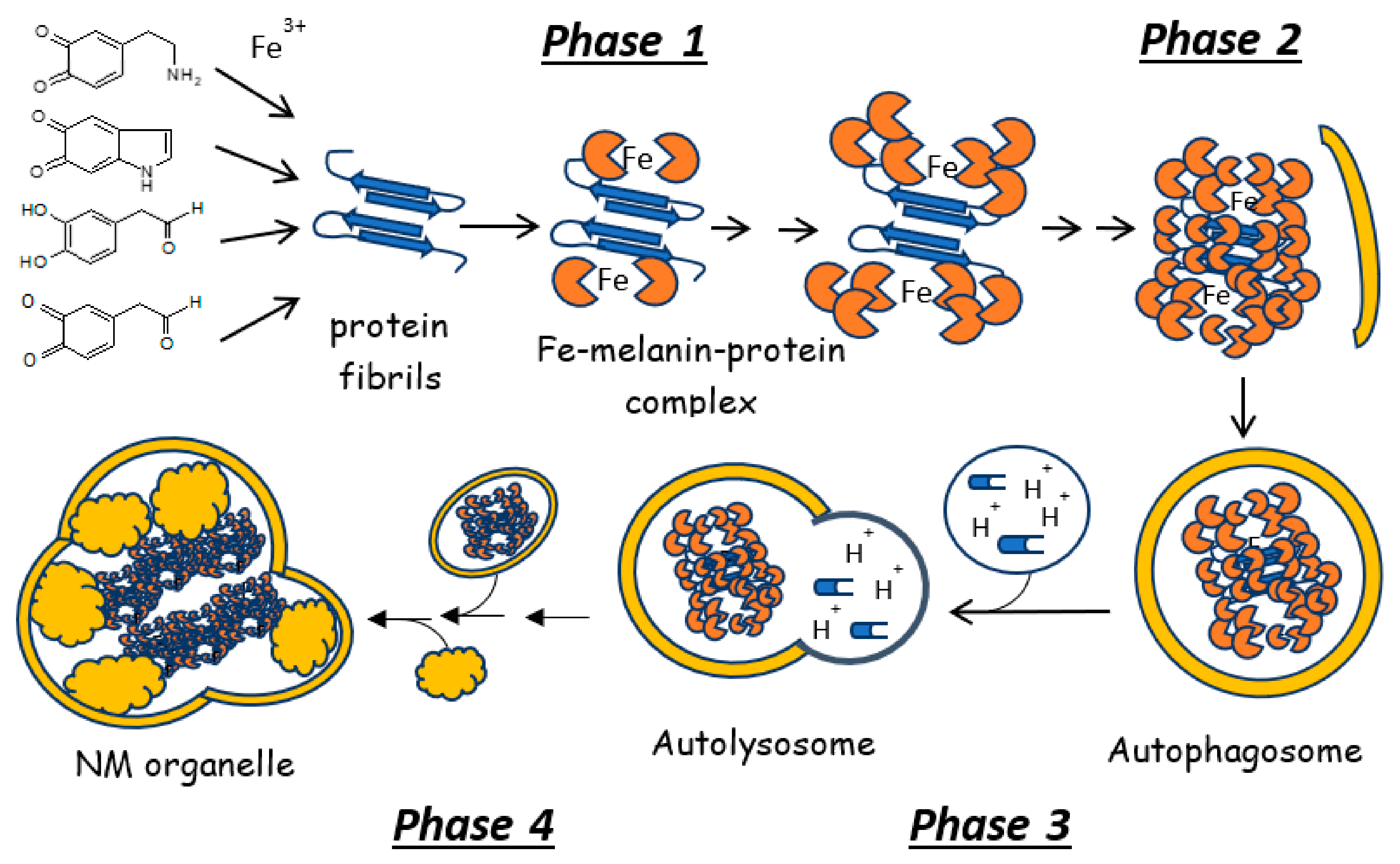 Antioxidants 10 00824 sch001 Antioxidants 10 00824 sch001