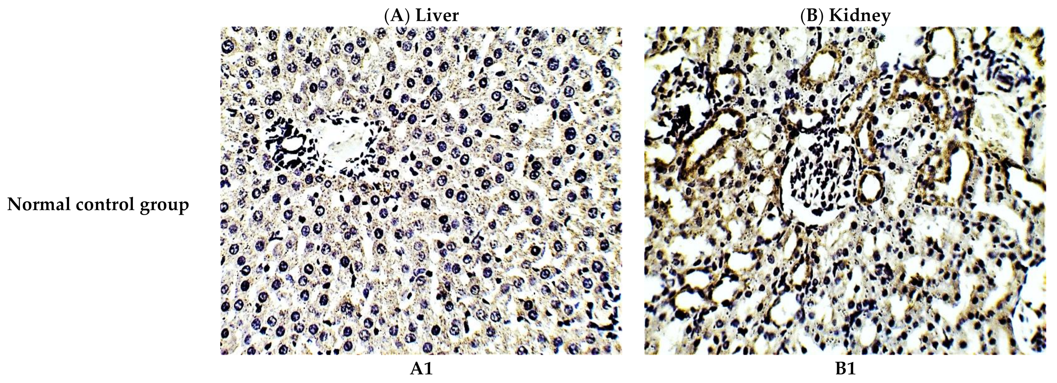 Antioxidants 10 00825 g003a