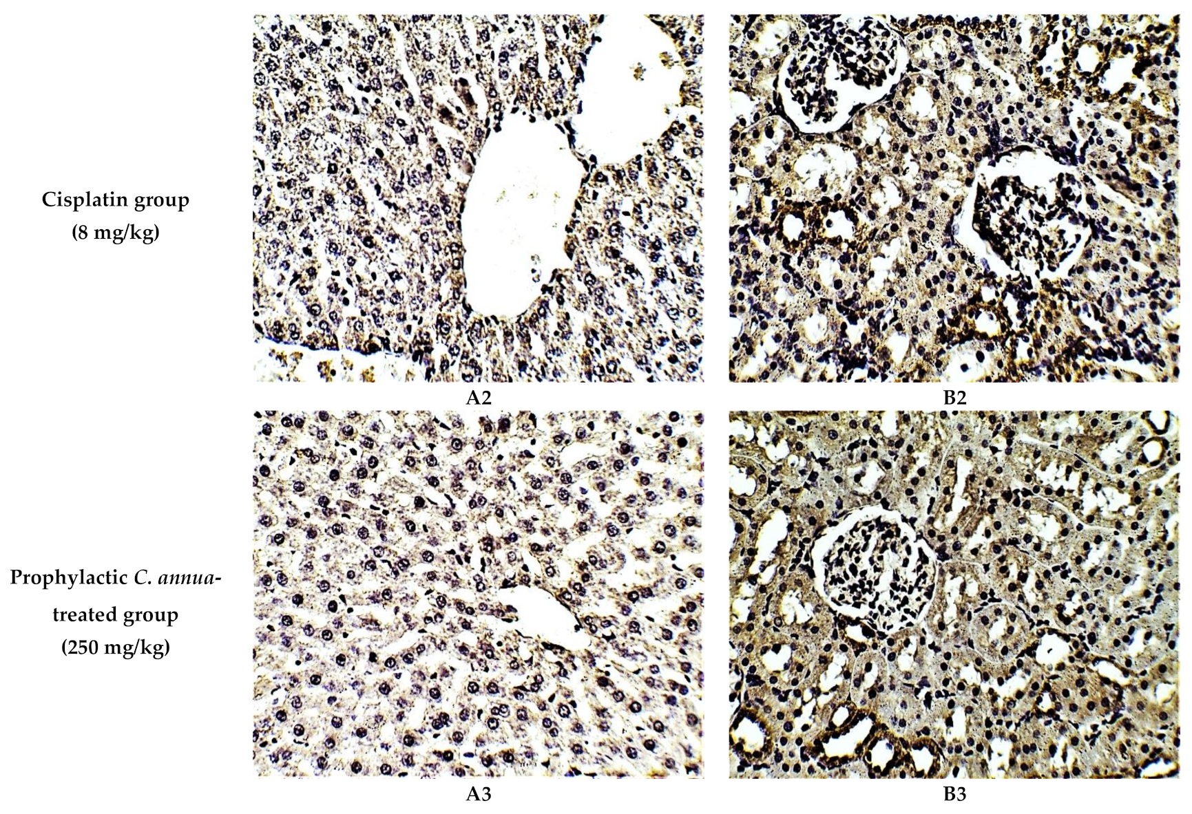 Antioxidants 10 00825 g003b