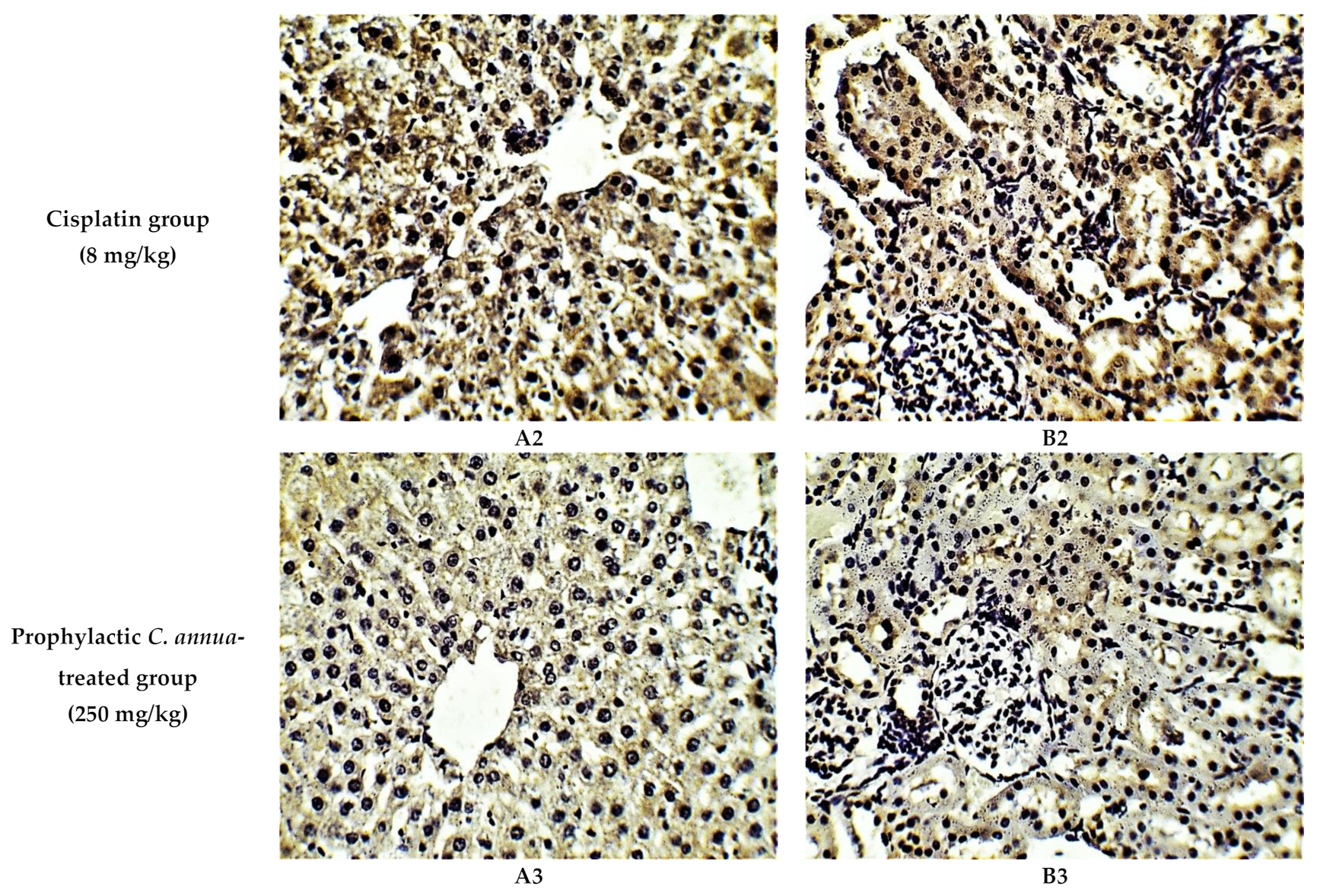 Antioxidants 10 00825 g004b