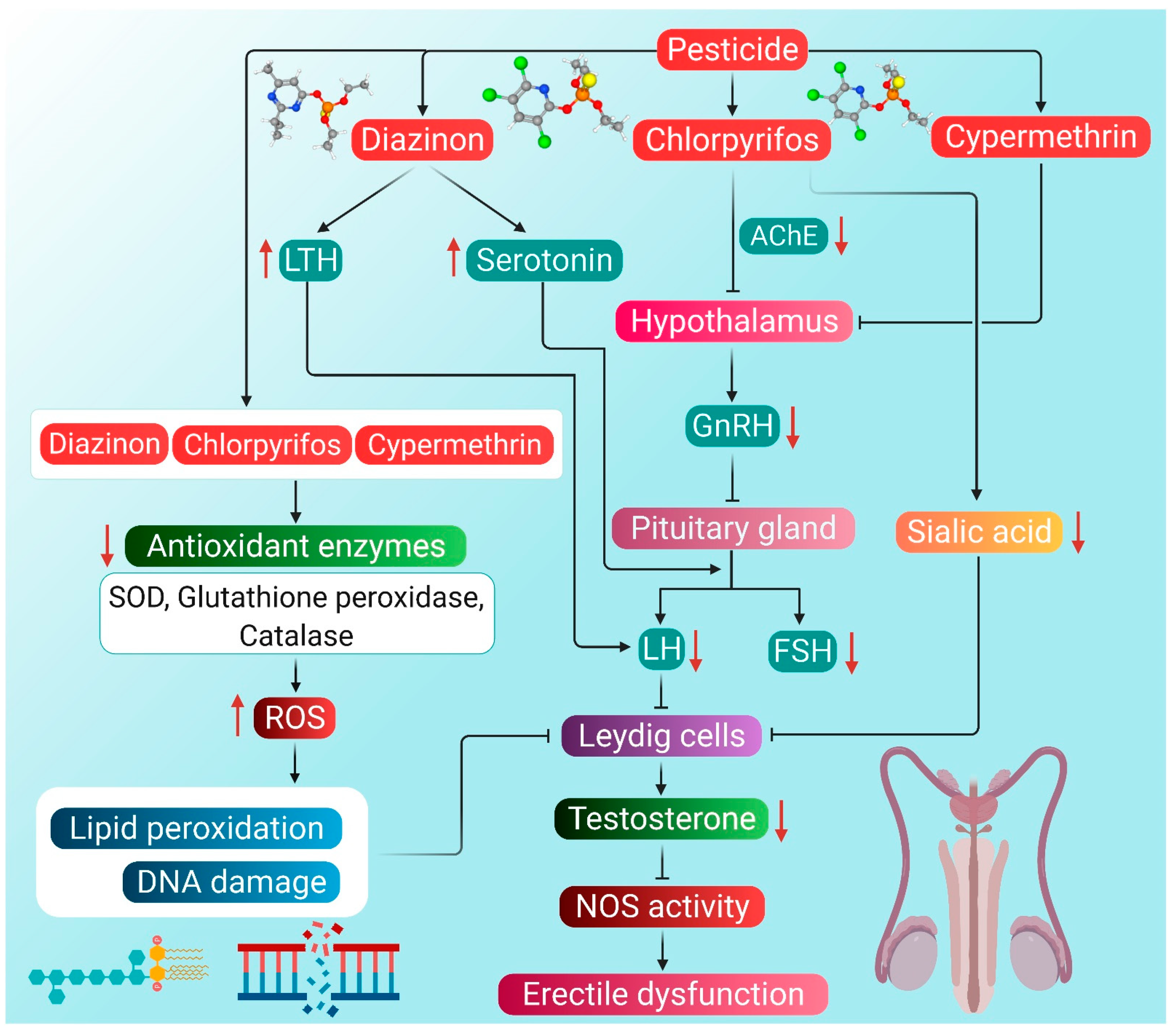 Antioxidants 10 00837 g002