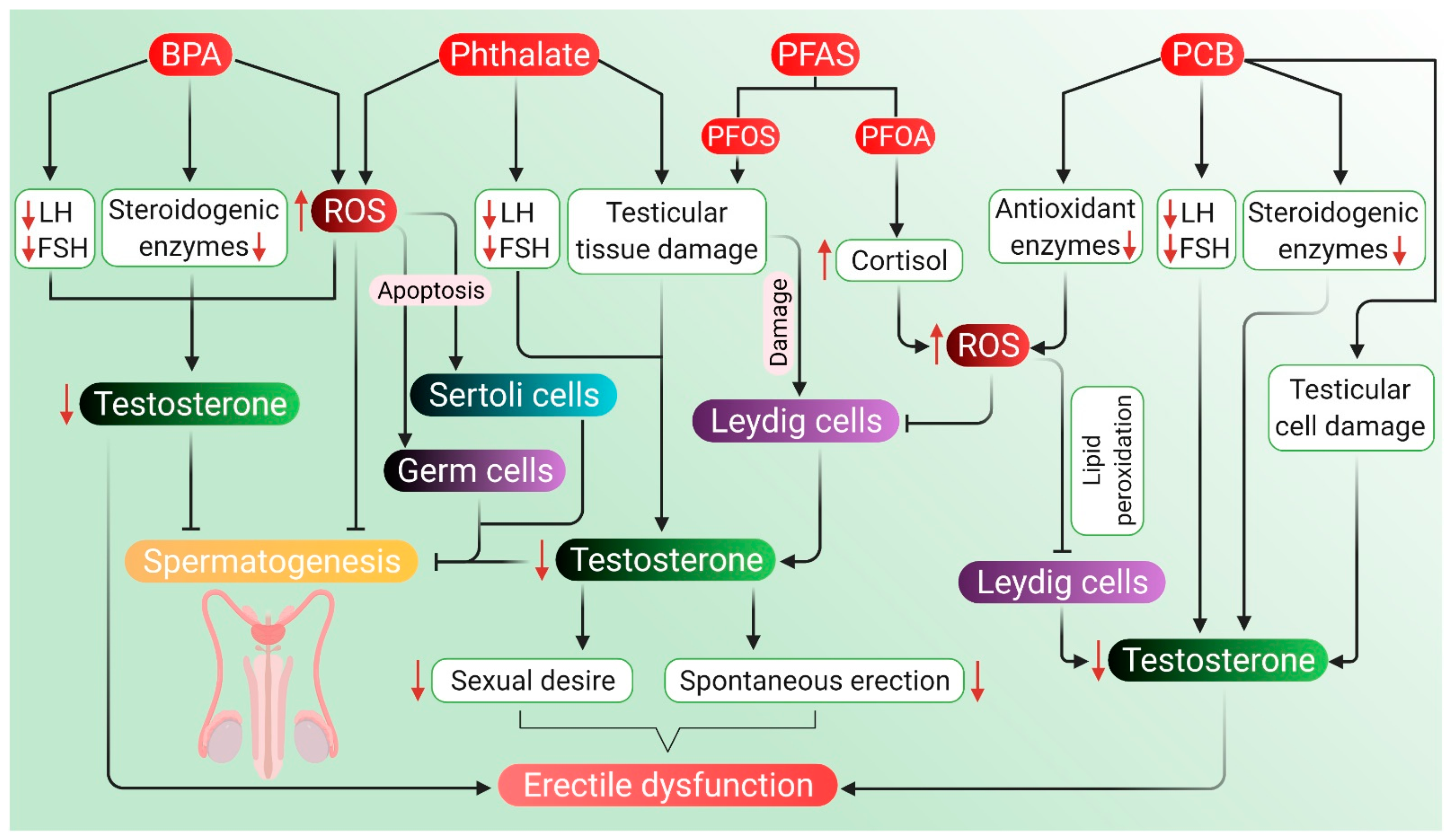 Antioxidants 10 00837 g005