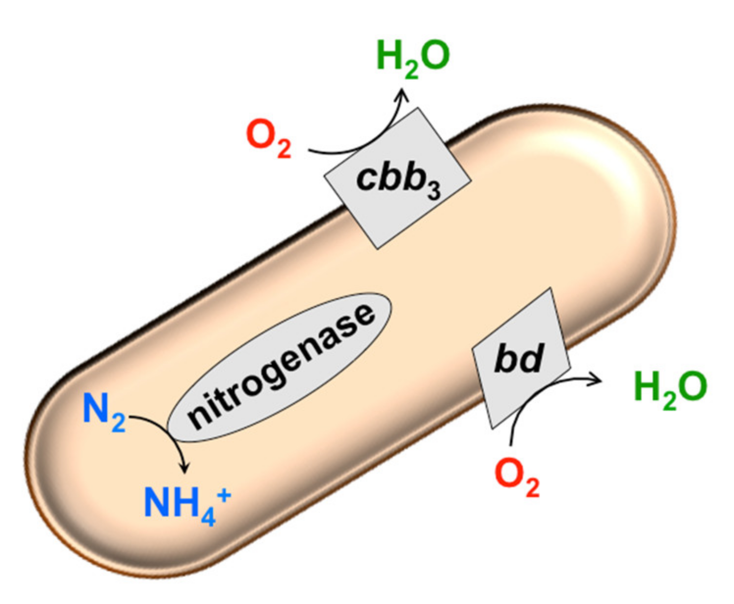 Antioxidants 10 00839 g001