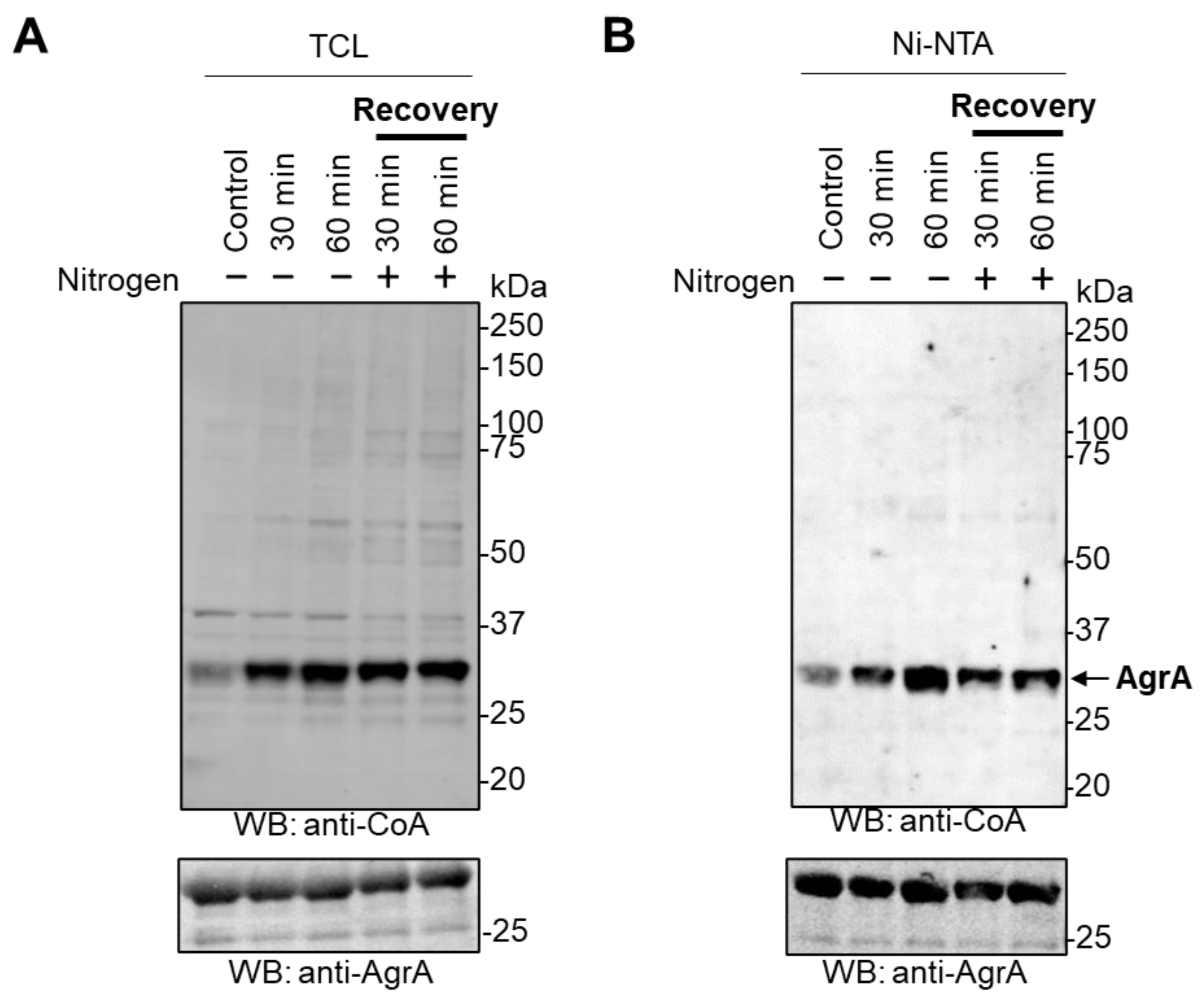 Antioxidants 10 00841 g004