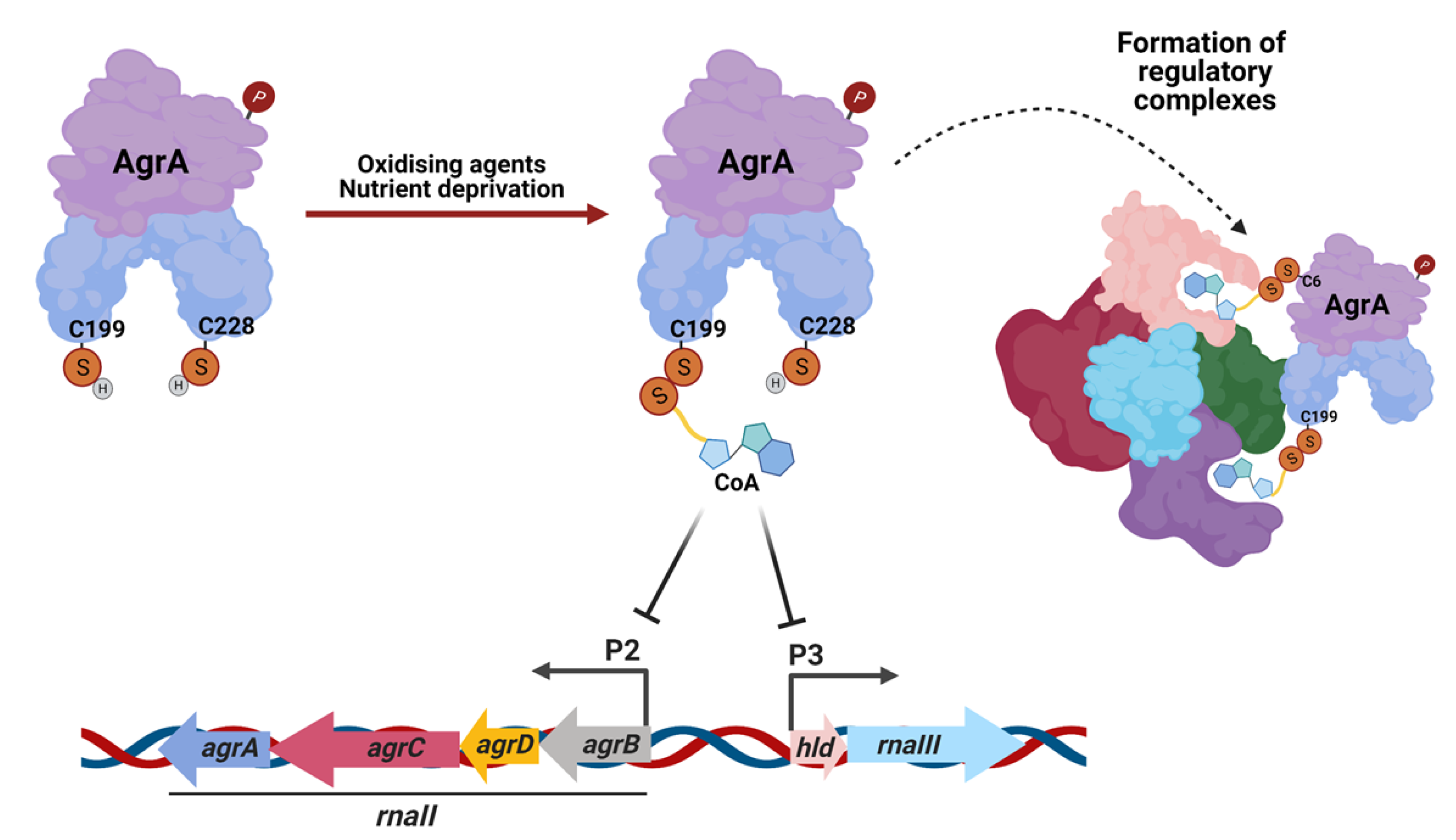 Antioxidants 10 00841 g006