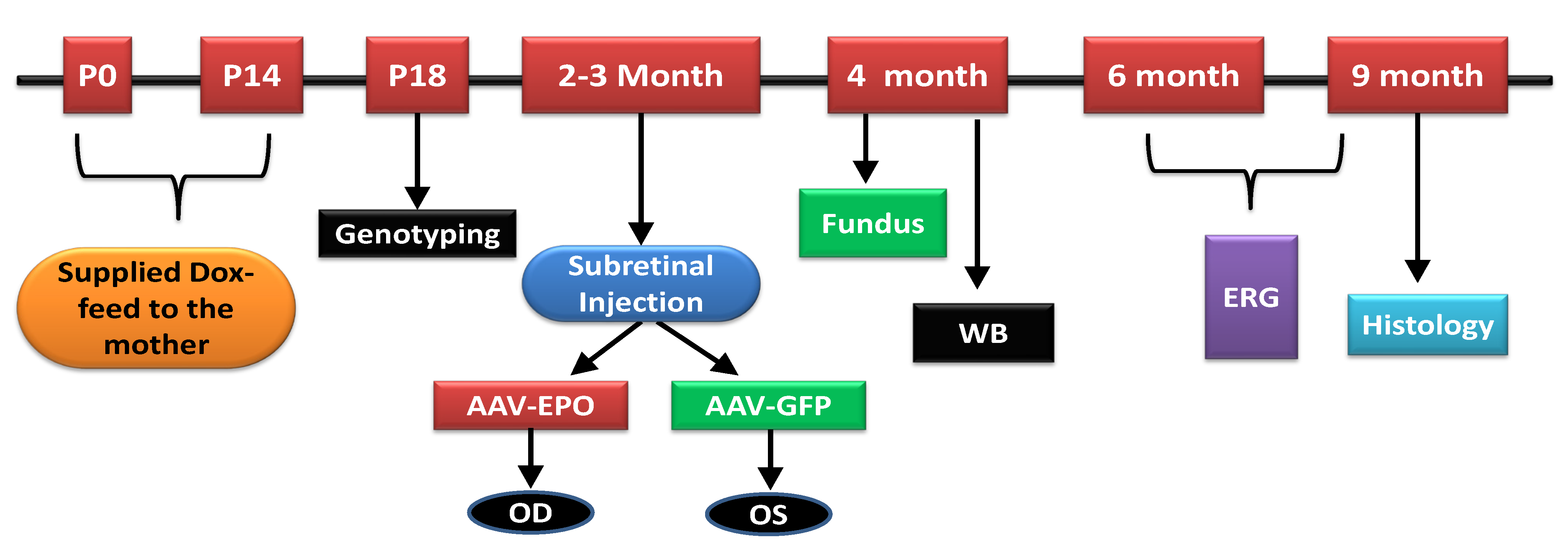Antioxidants 10 00842 g001 Antioxidants 10 00842 g001
