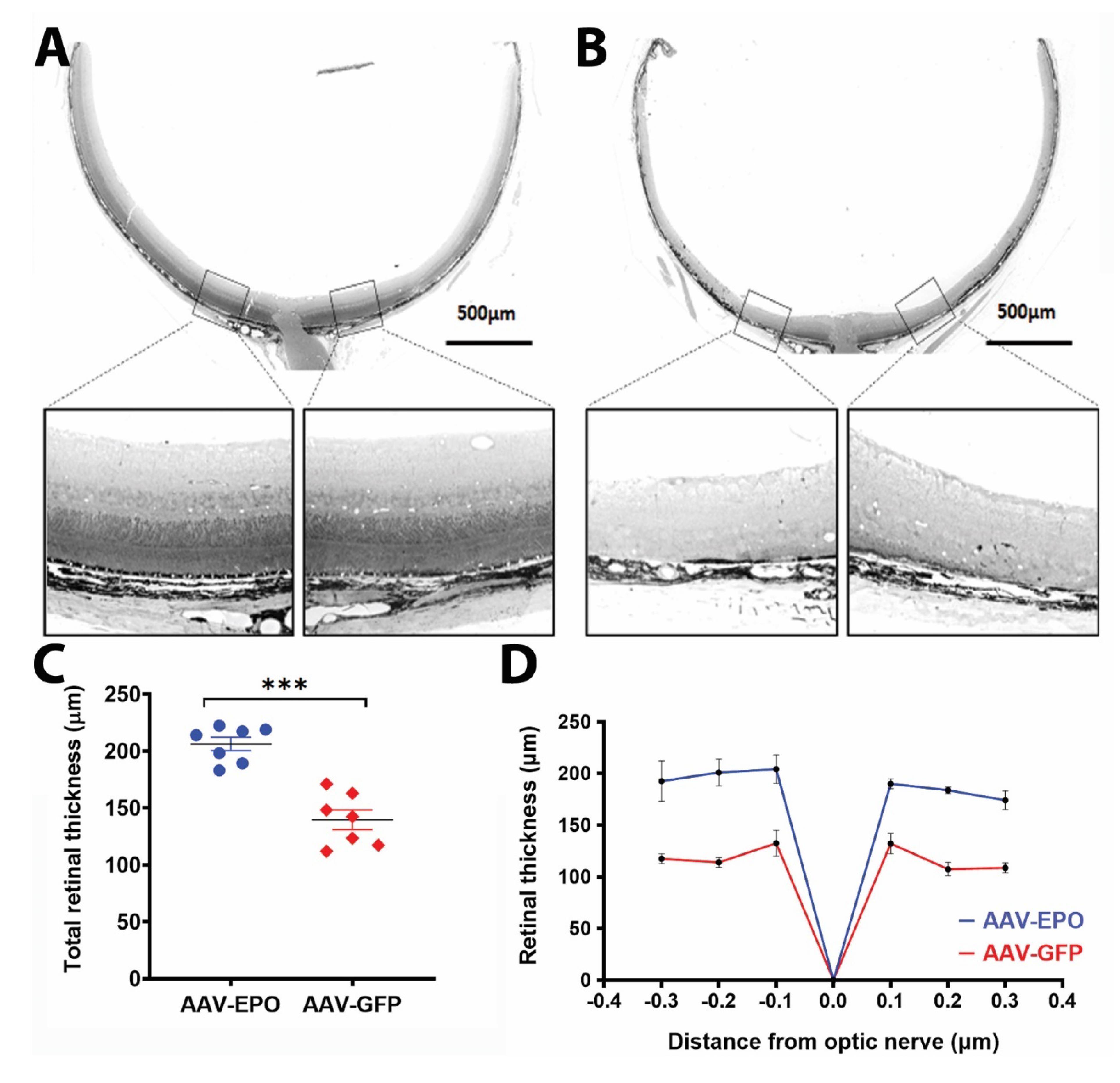 Antioxidants 10 00842 g004 Antioxidants 10 00842 g004