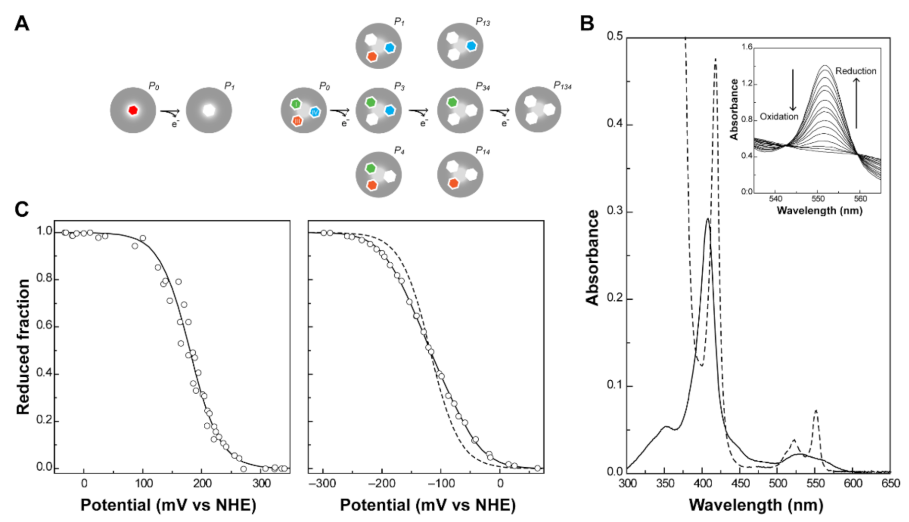Antioxidants 10 00844 g003