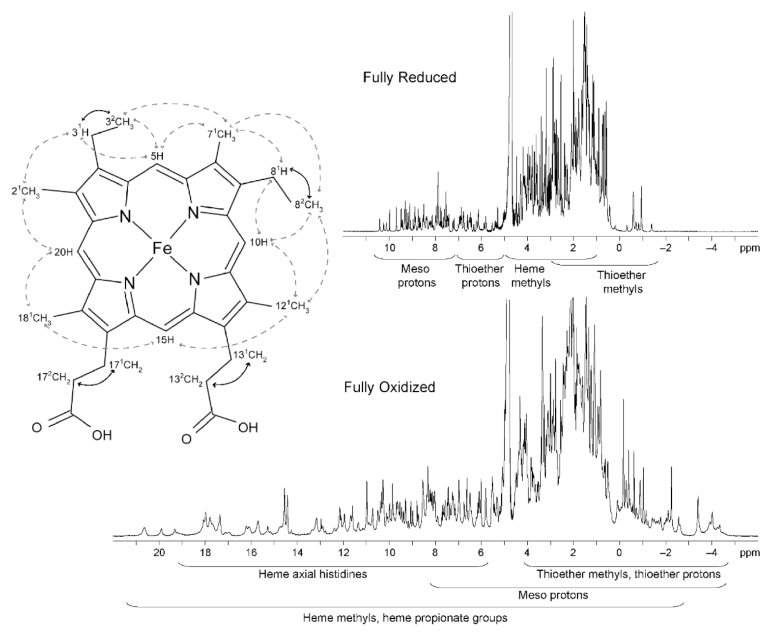 Antioxidants 10 00844 g005