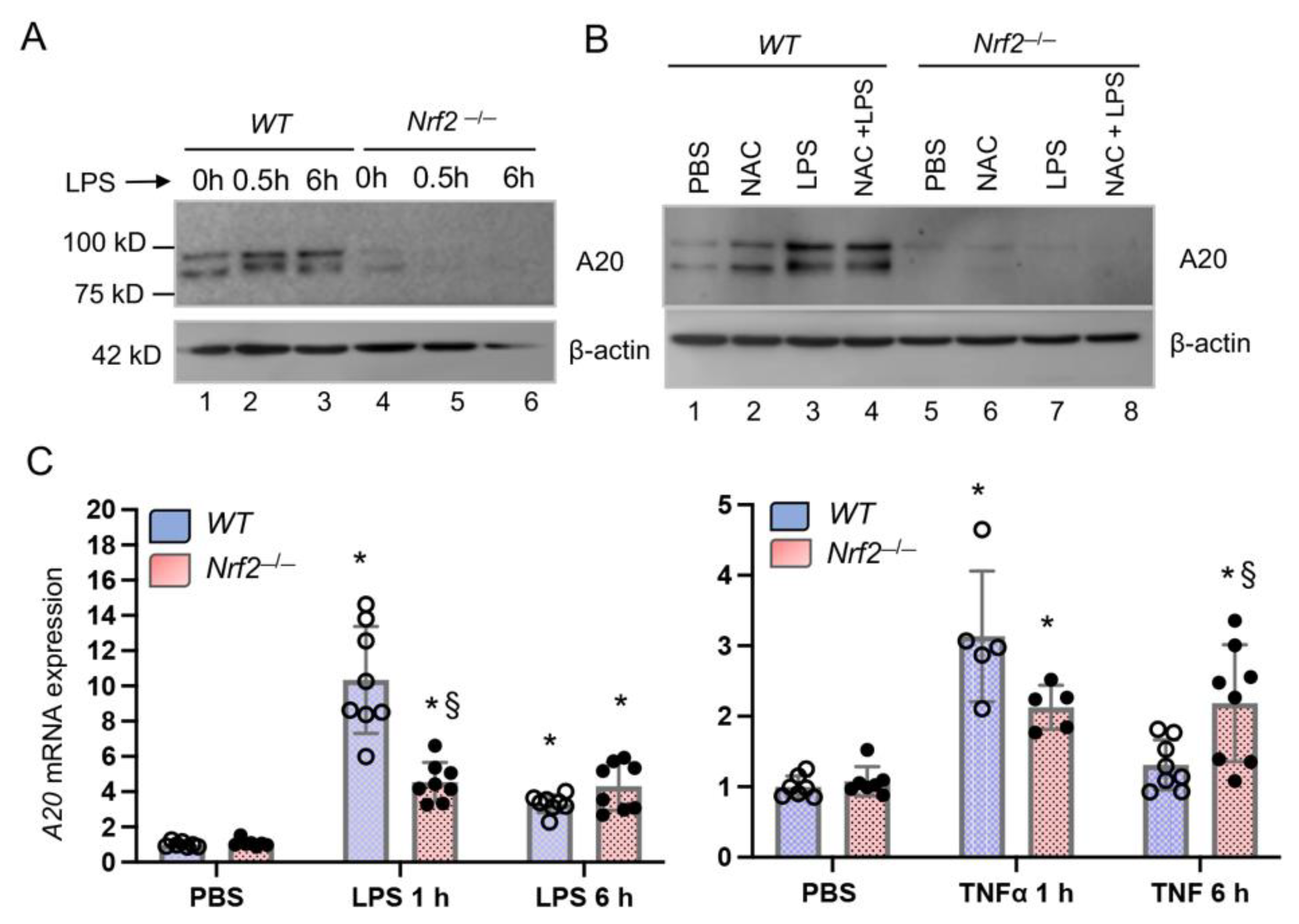 Antioxidants 10 00847 g001 Antioxidants 10 00847 g001