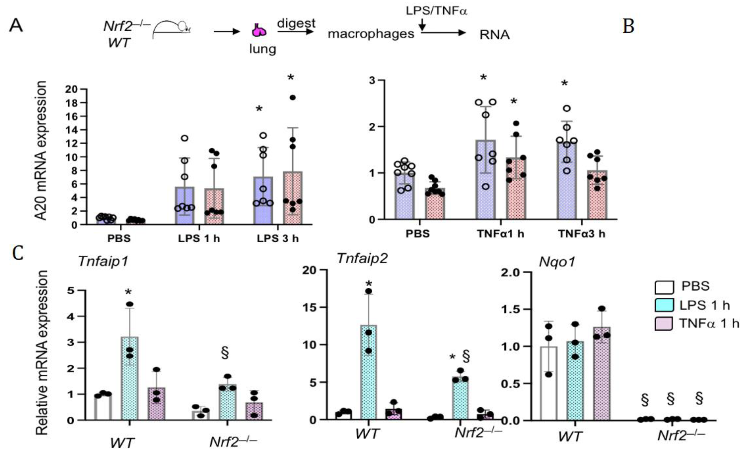 Antioxidants 10 00847 g003 Antioxidants 10 00847 g003