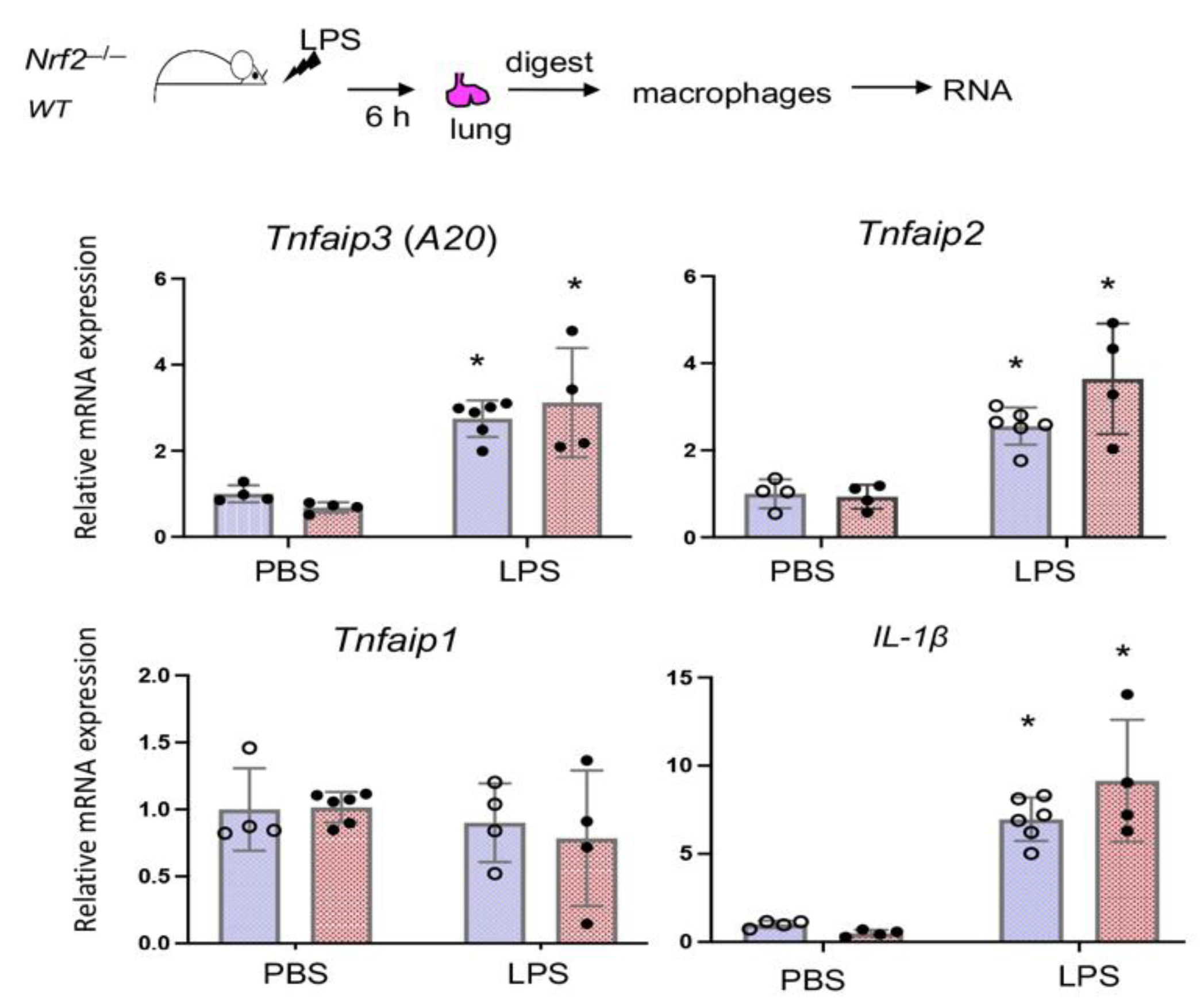 Antioxidants 10 00847 g005 Antioxidants 10 00847 g005