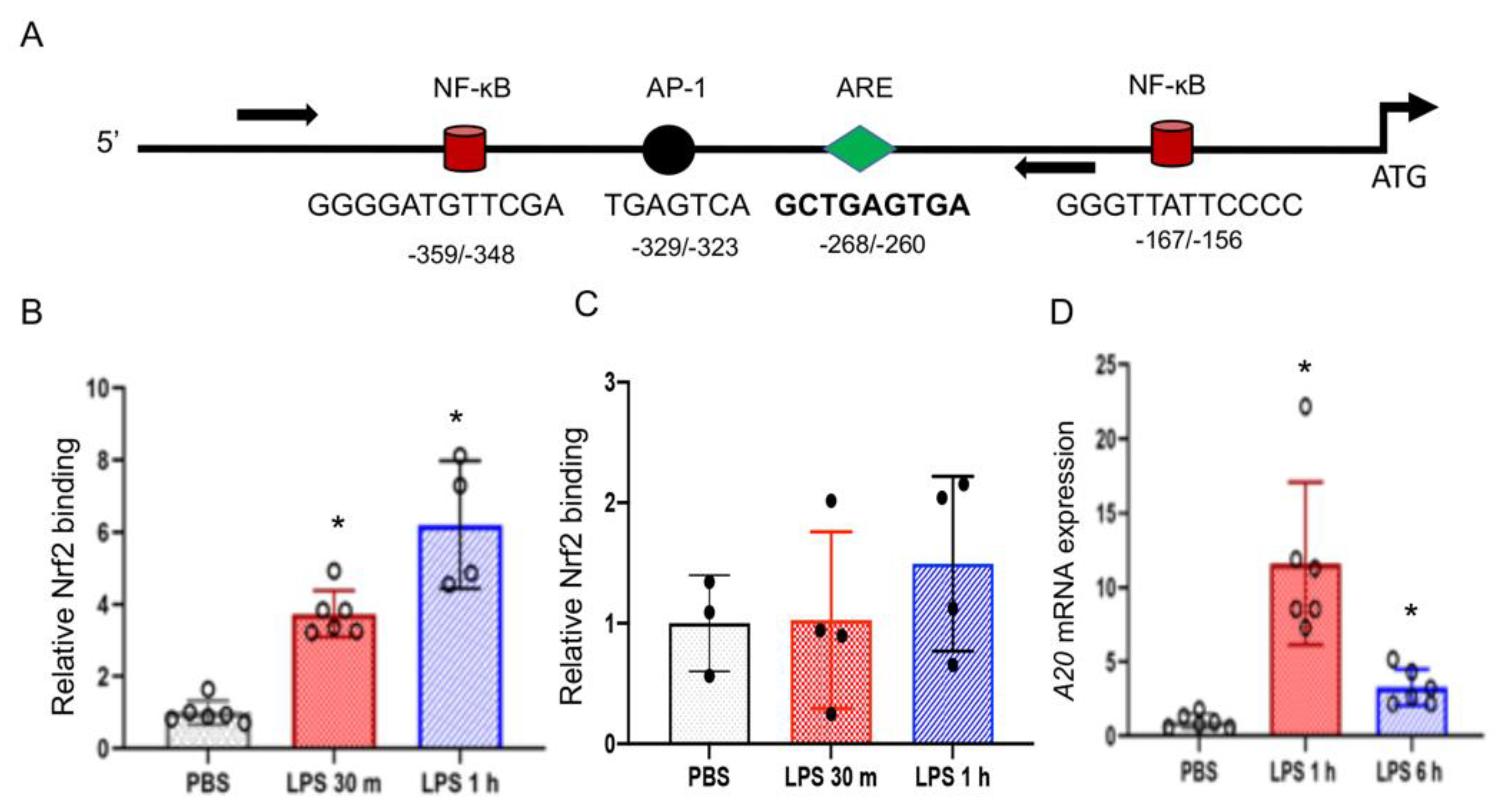 Antioxidants 10 00847 g006 Antioxidants 10 00847 g006