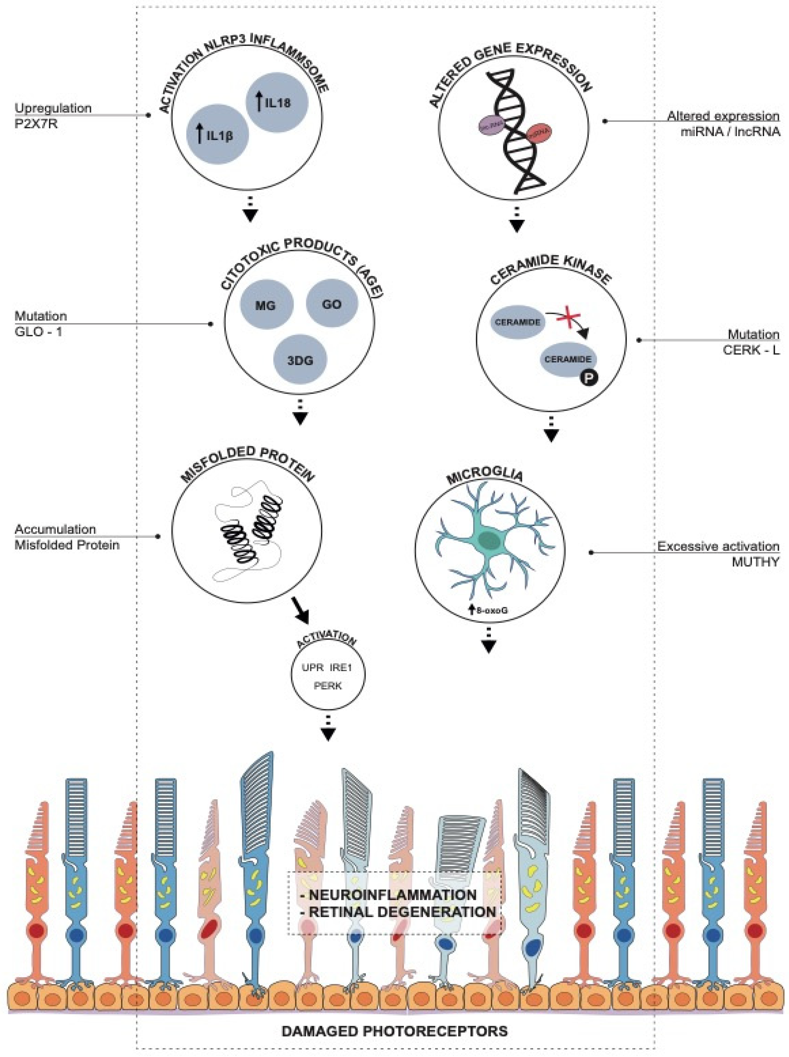 Antioxidants 10 00848 g001