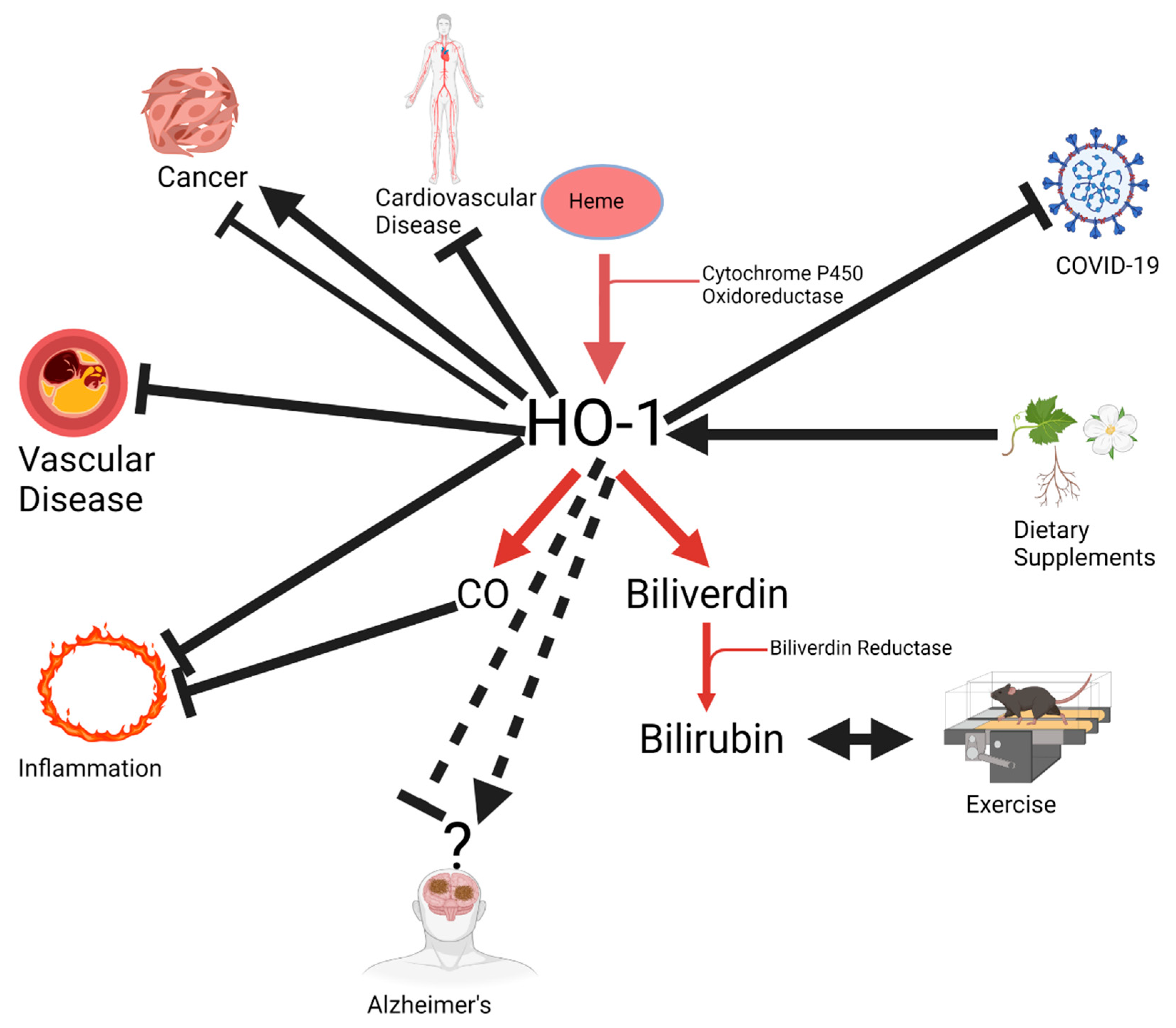 Antioxidants 10 00854 g001 Antioxidants 10 00854 g001