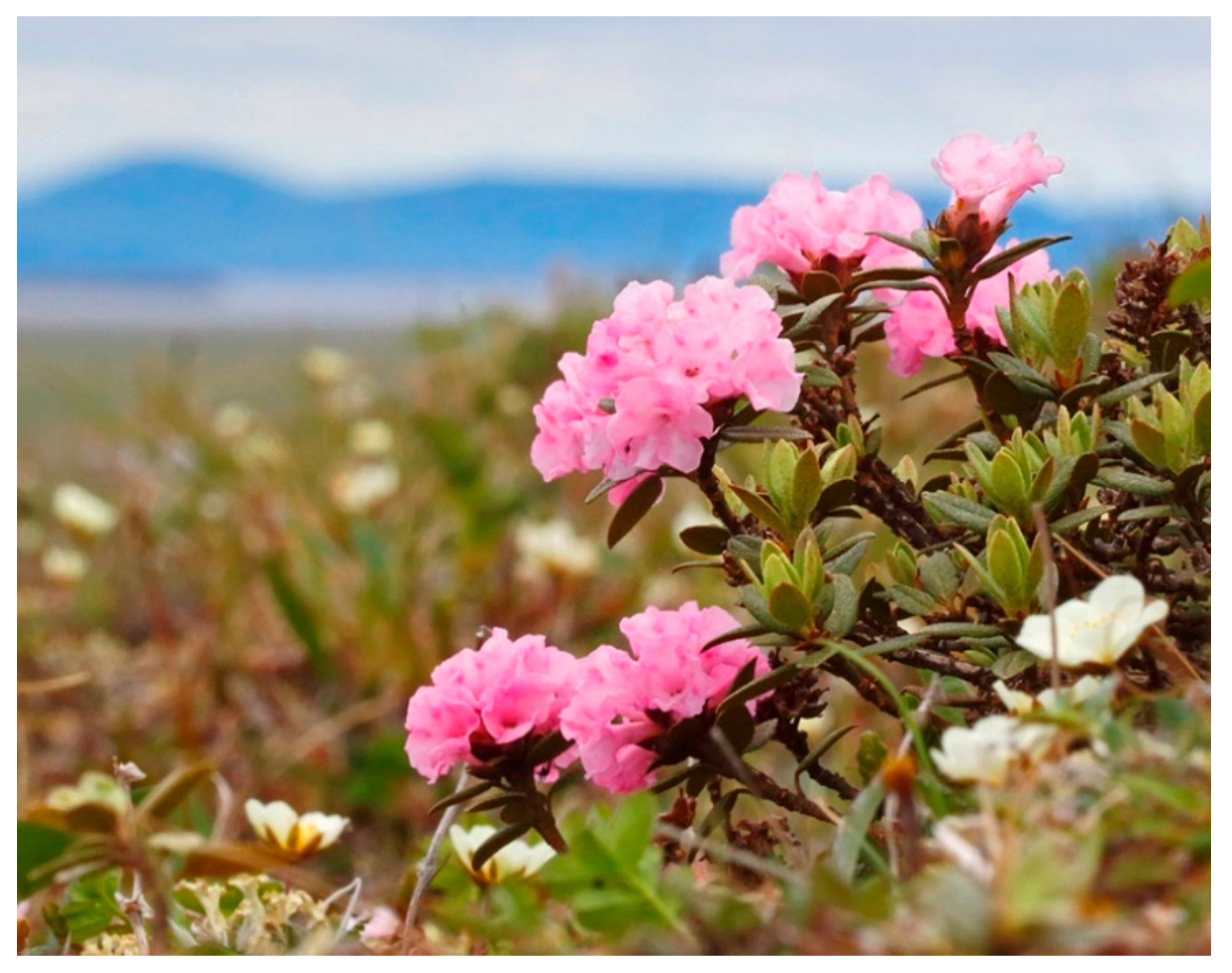 Antioxidants 10 00863 g001 Antioxidants 10 00863 g001