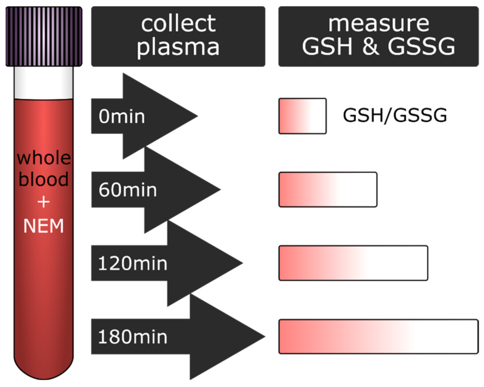 Antioxidants 10 00864 g004 Antioxidants 10 00864 g004