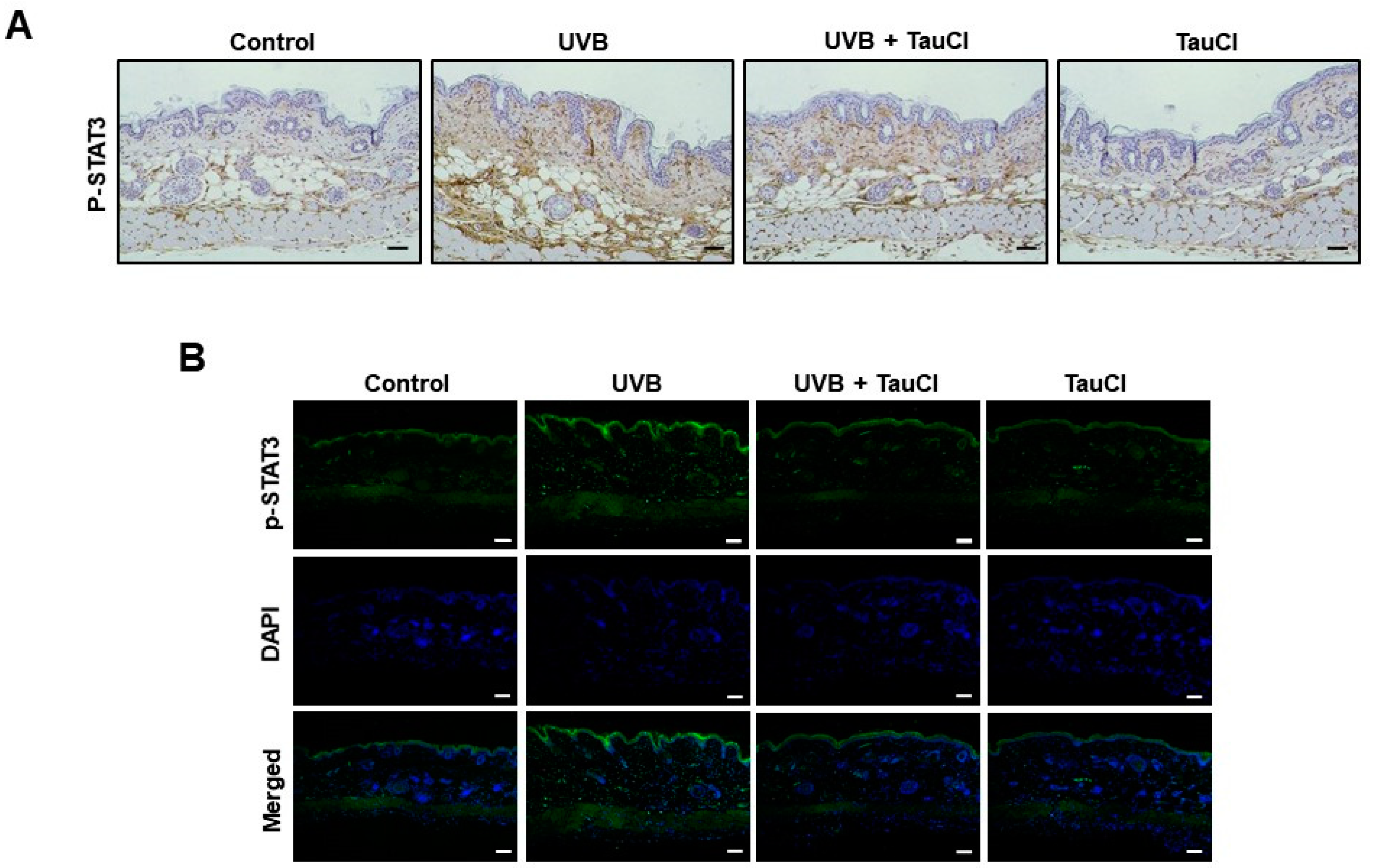 Antioxidants 10 00867 g004 Antioxidants 10 00867 g004