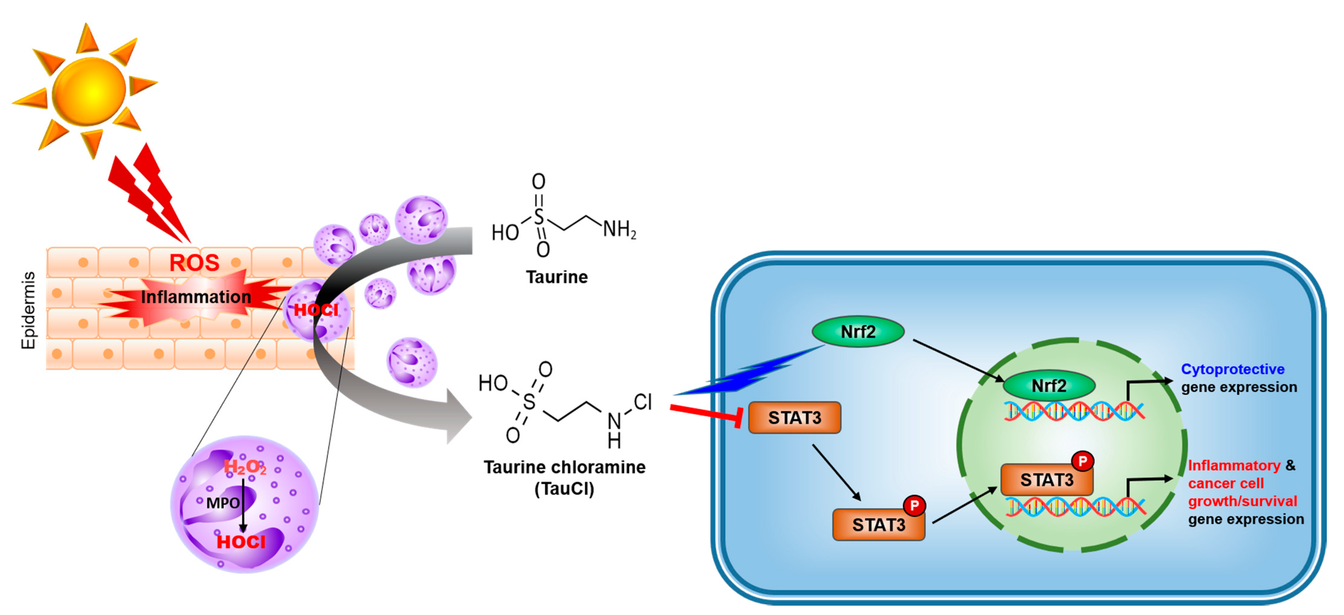 Antioxidants 10 00867 g007 Antioxidants 10 00867 g007