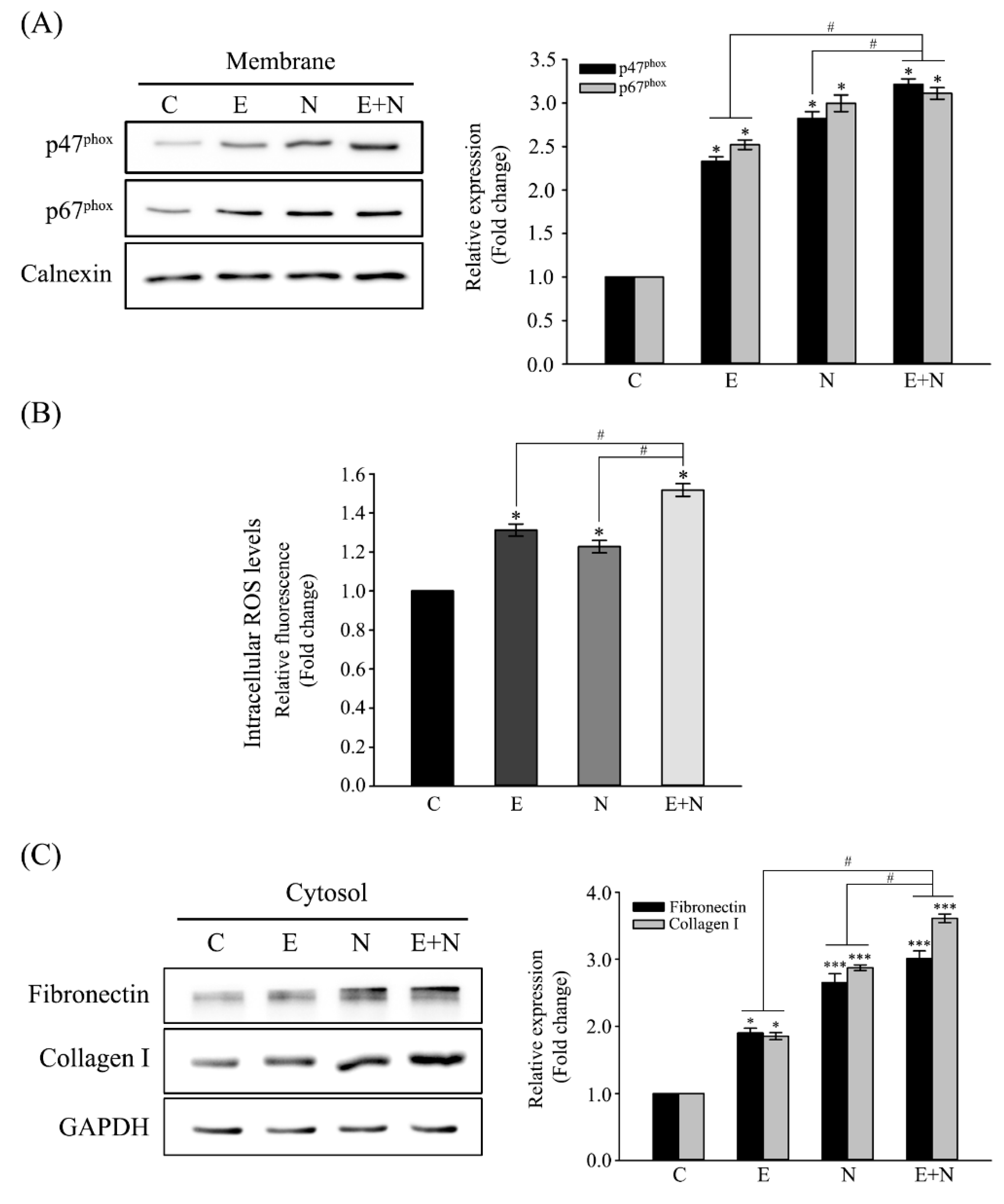 Antioxidants 10 00869 g001