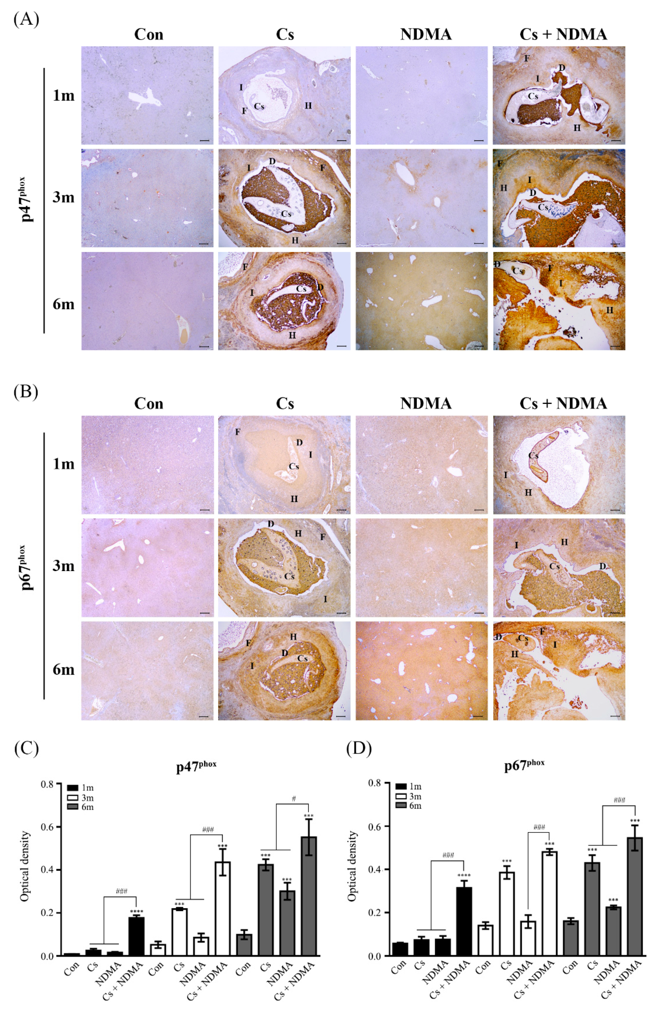 Antioxidants 10 00869 g004
