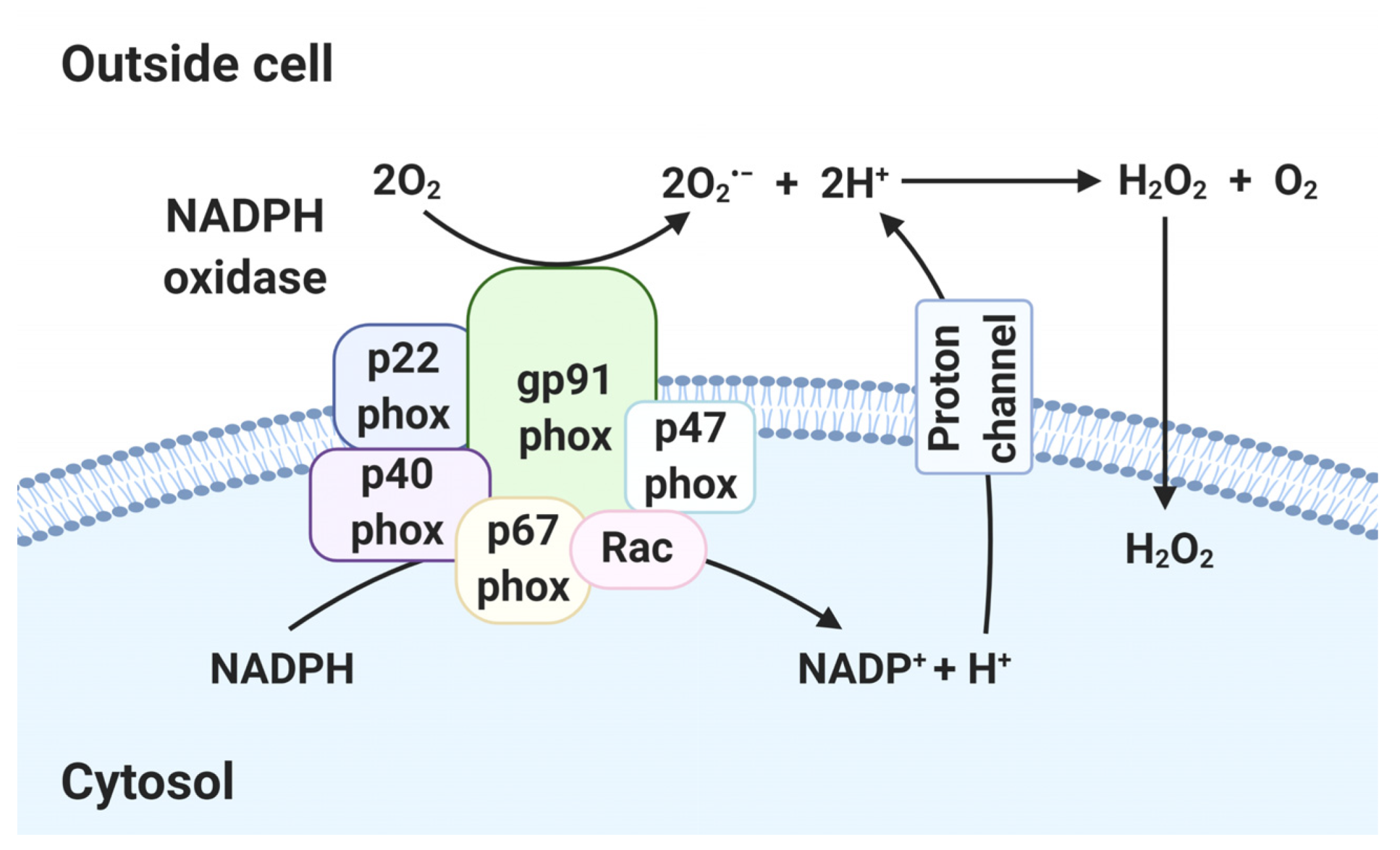 Antioxidants 10 00872 g002 Antioxidants 10 00872 g002