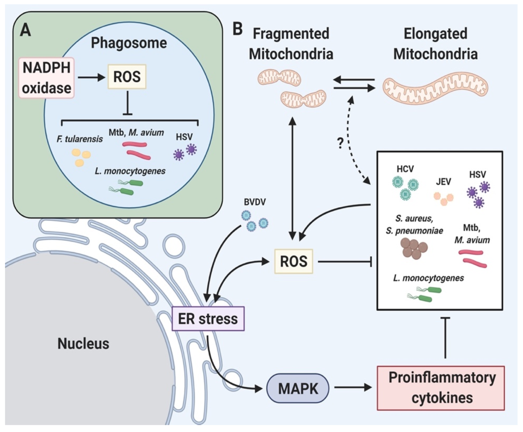 Antioxidants 10 00872 g004 Antioxidants 10 00872 g004
