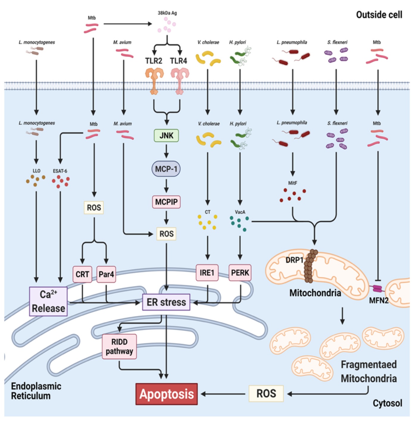 Antioxidants 10 00872 g005 Antioxidants 10 00872 g005